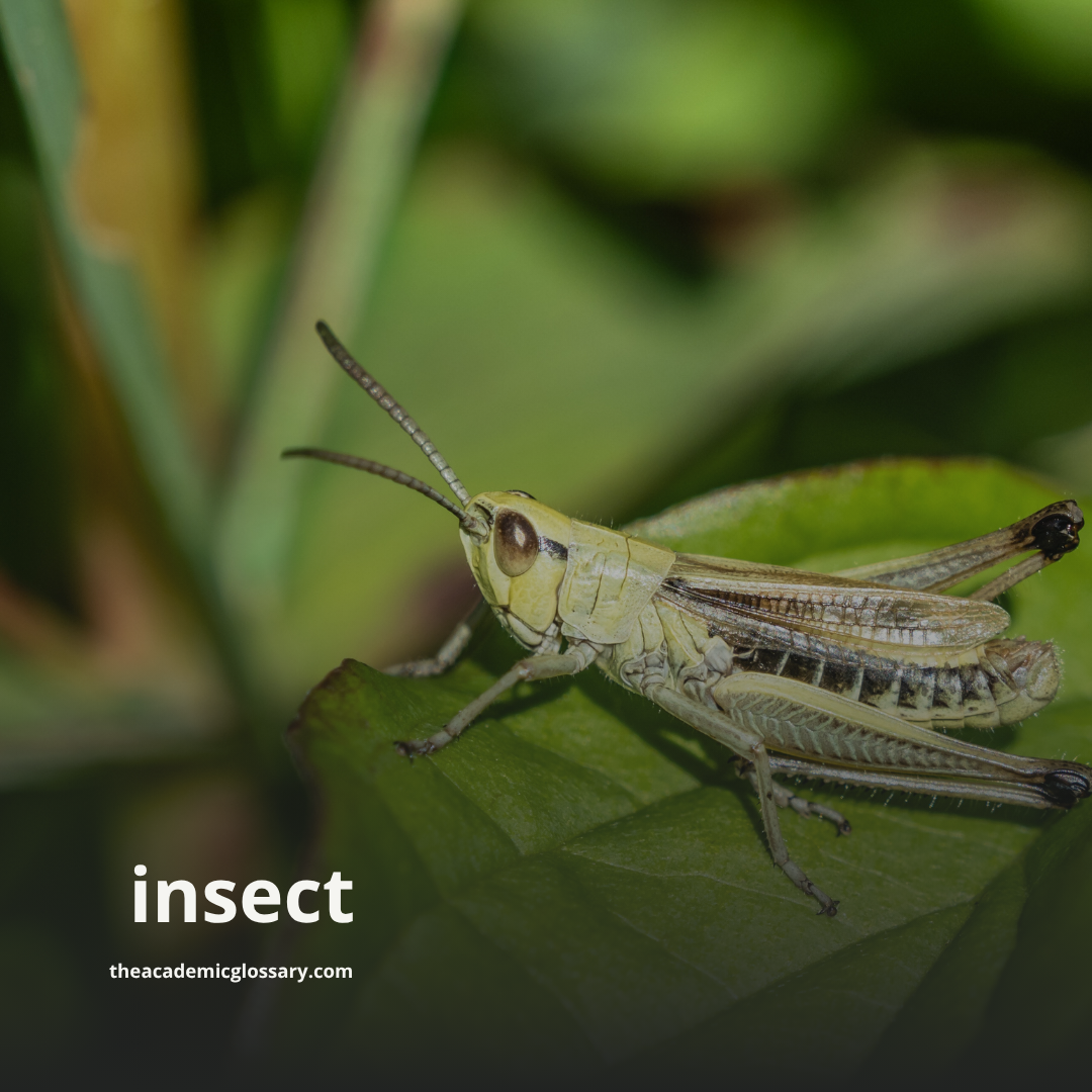 insect