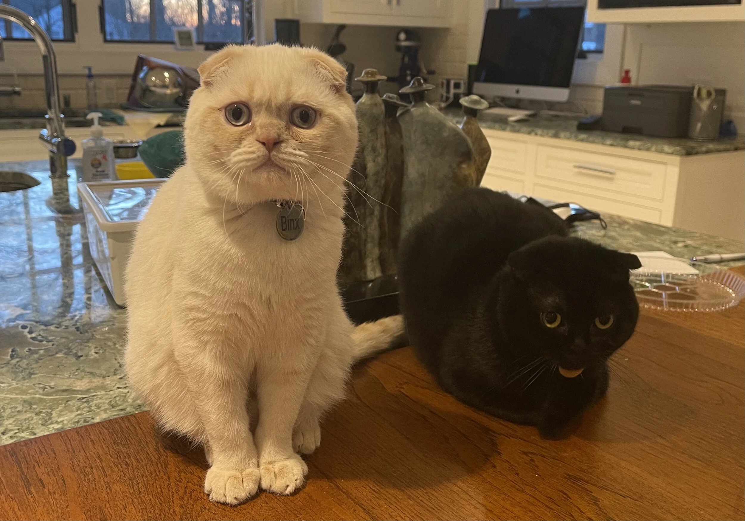 Getting My Cats During Quarantine — Unpublished