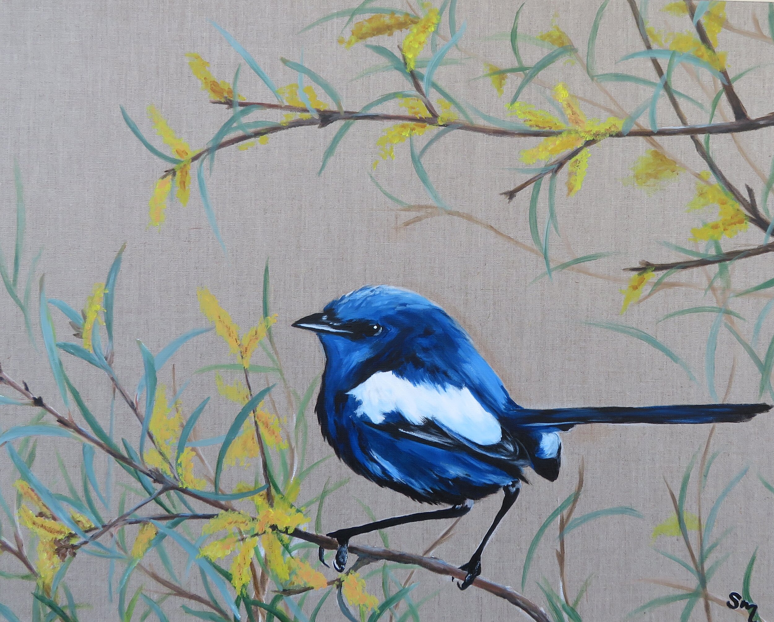 Blue in desert wattle.JPG