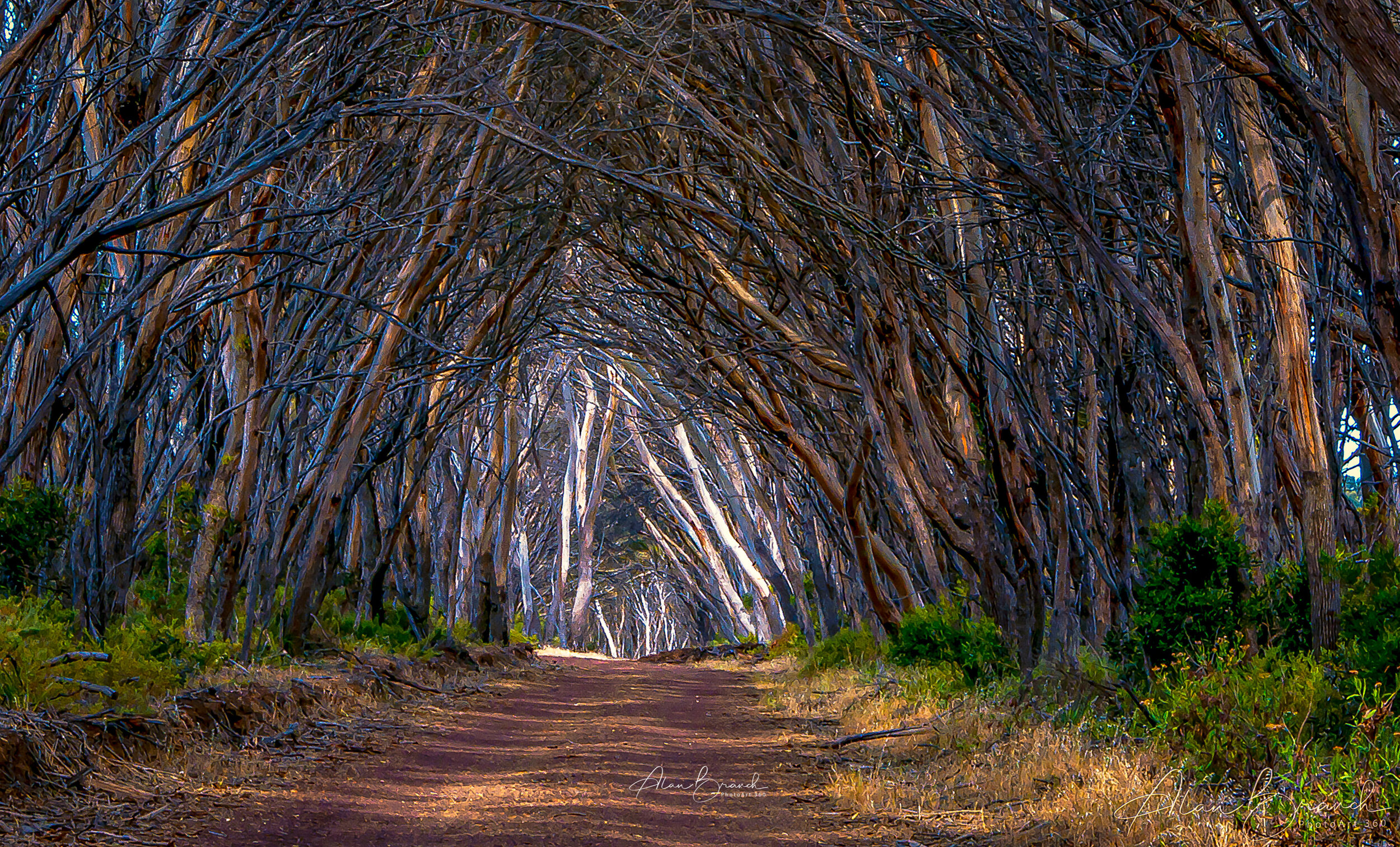 The Avenue