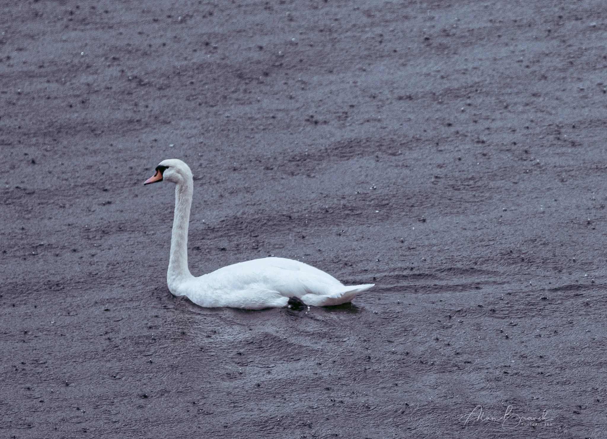Hallstatt famous swan in the rain