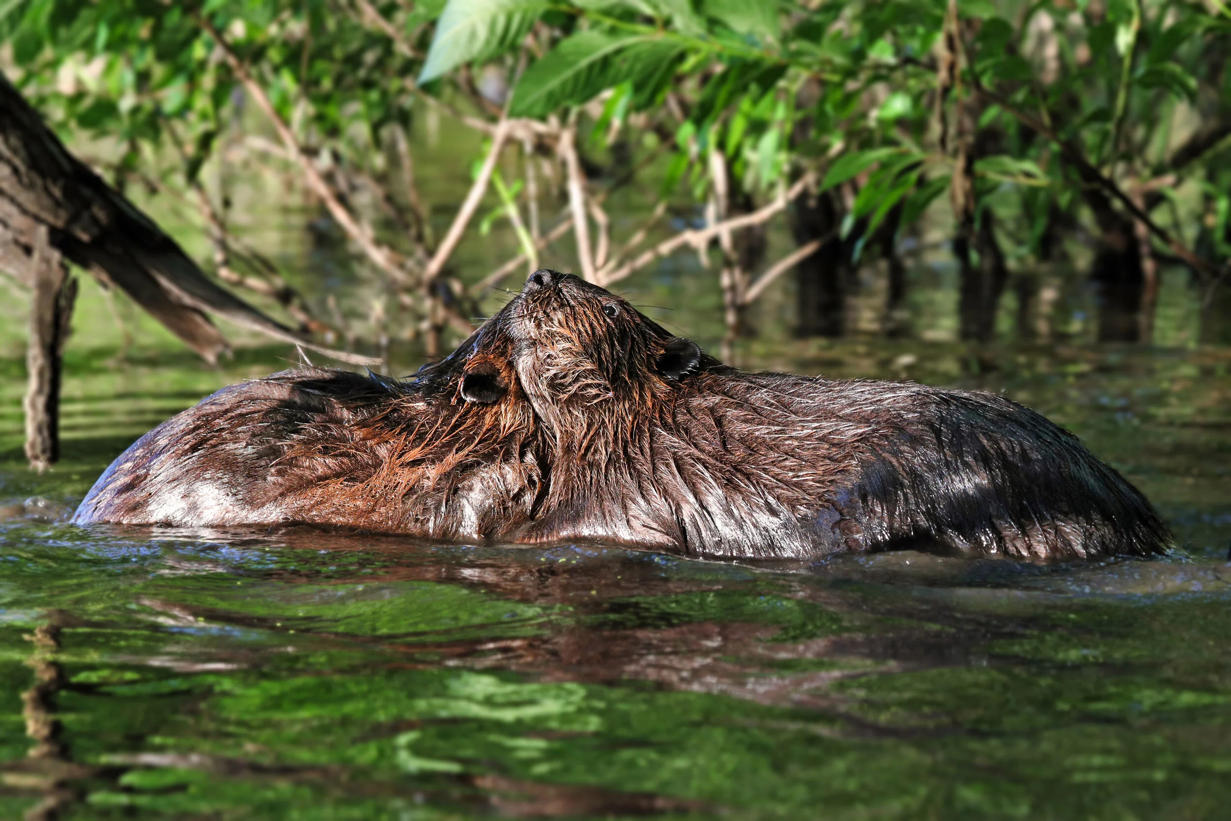Beaver Photos: Playing & Interacting