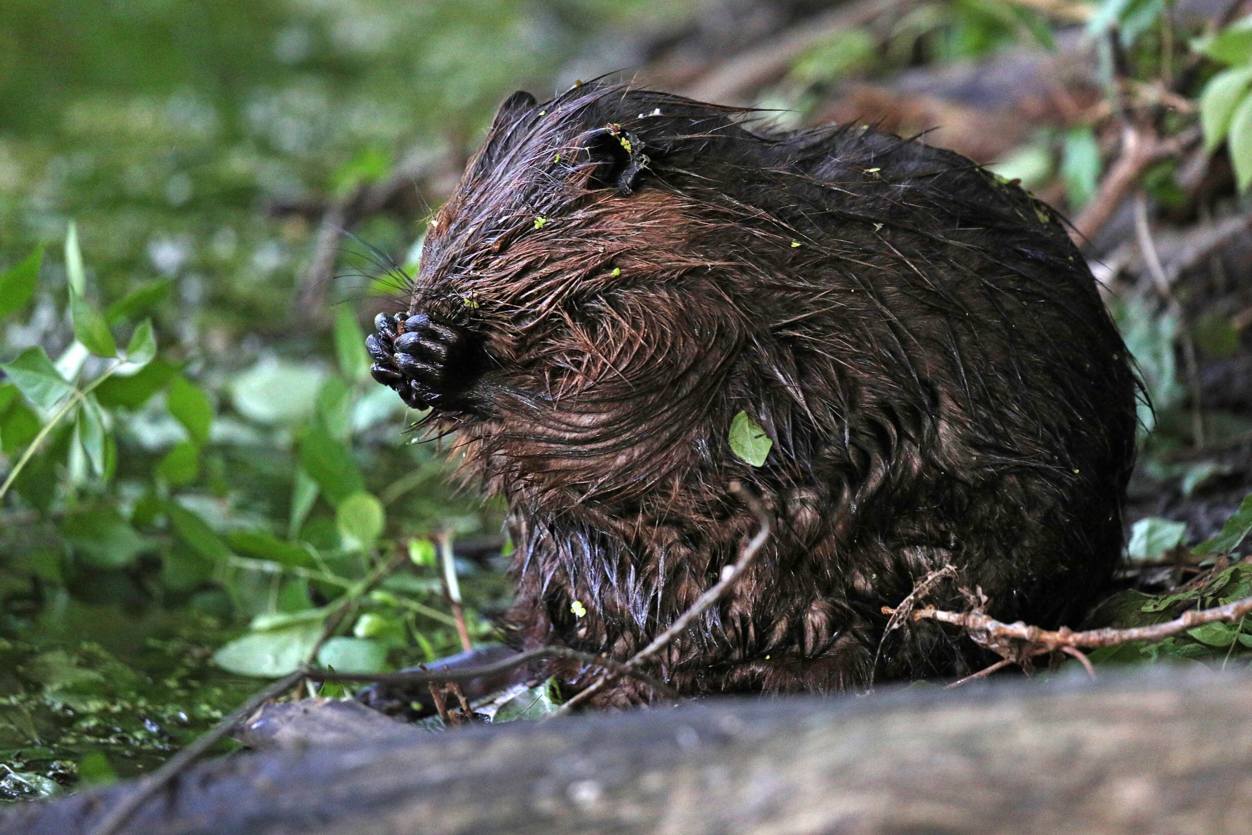 Beaver Photos: Baby Beaver Kits