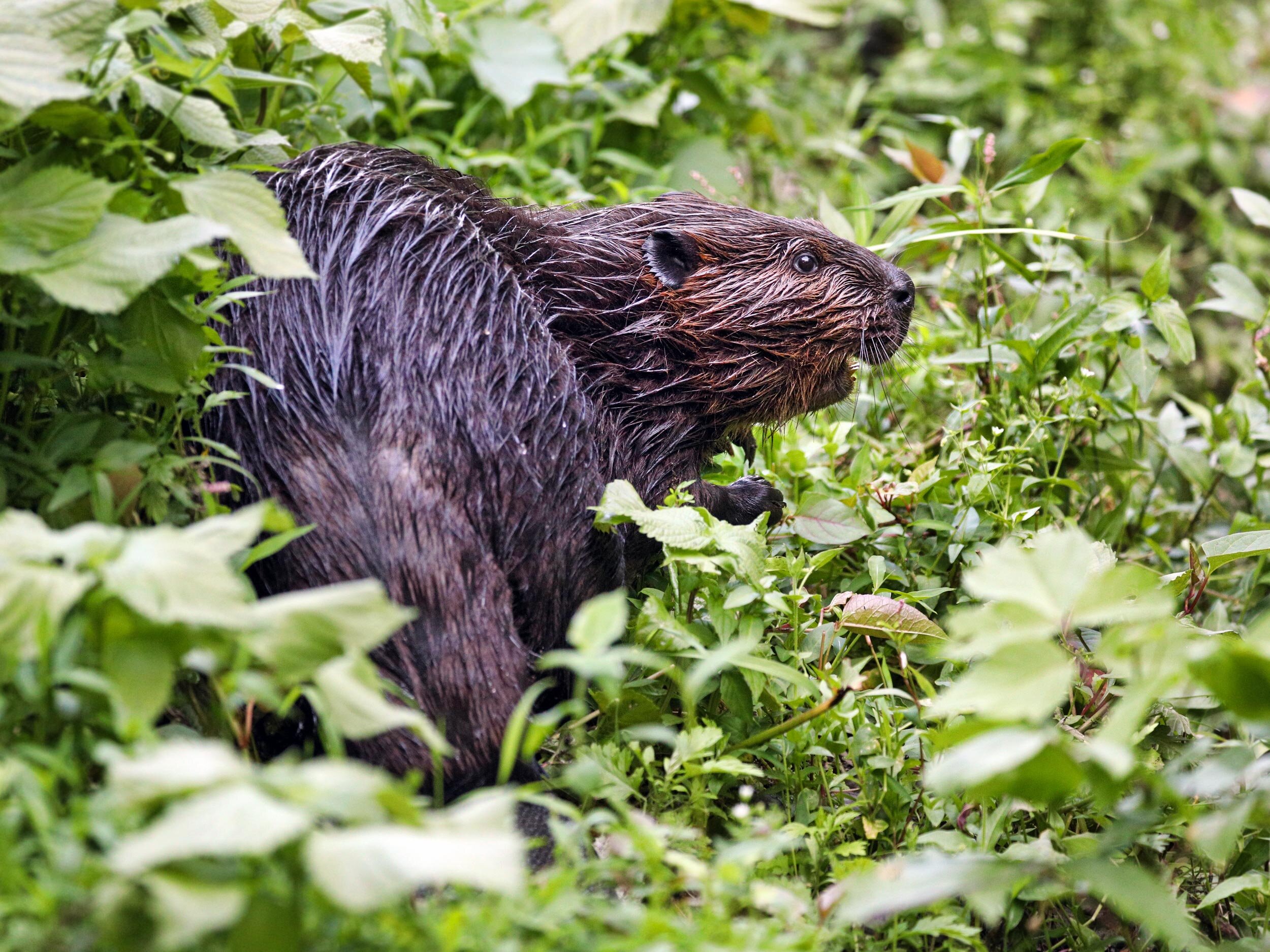 Beaver Research & Resources
