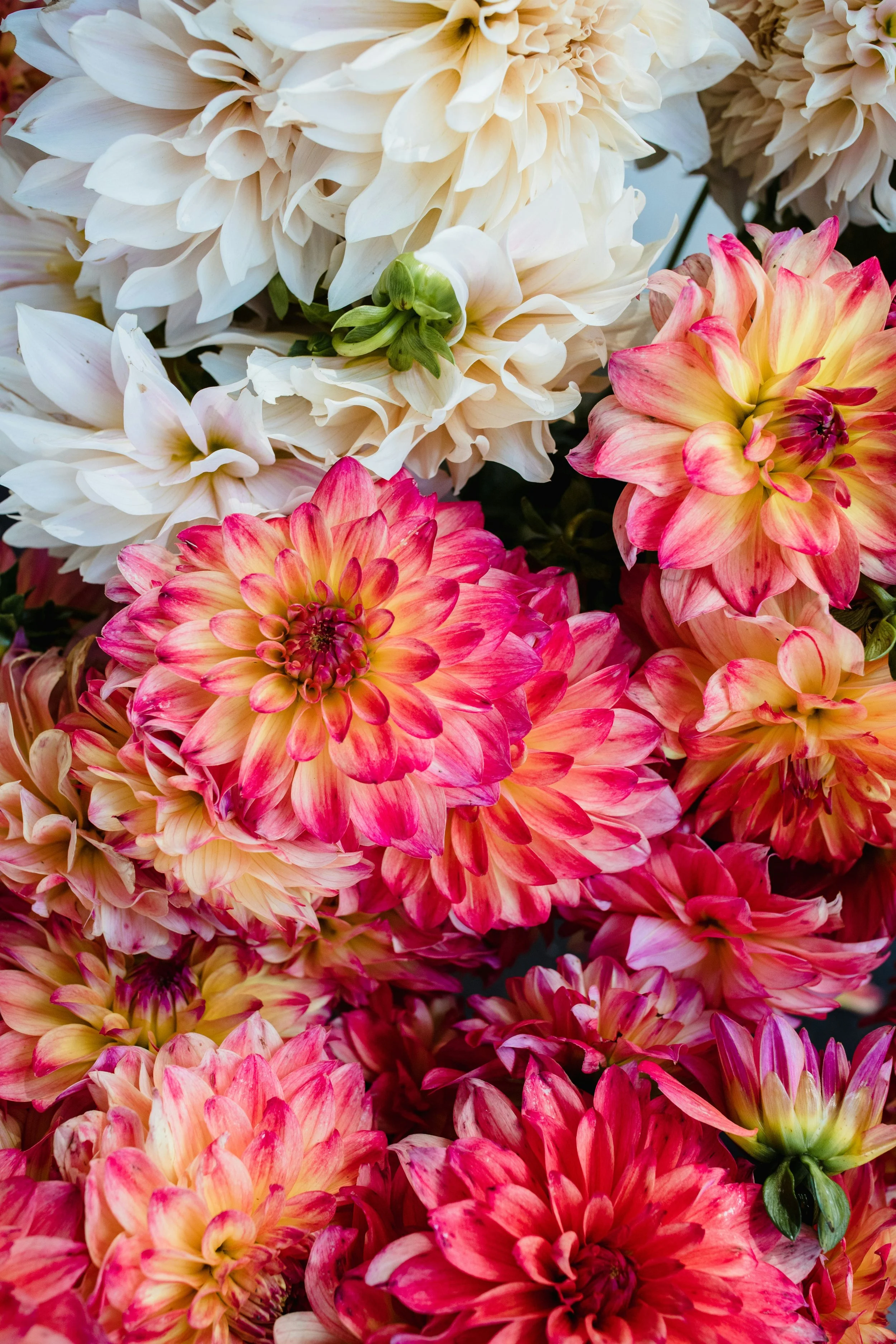 Dahlias 3.jpg