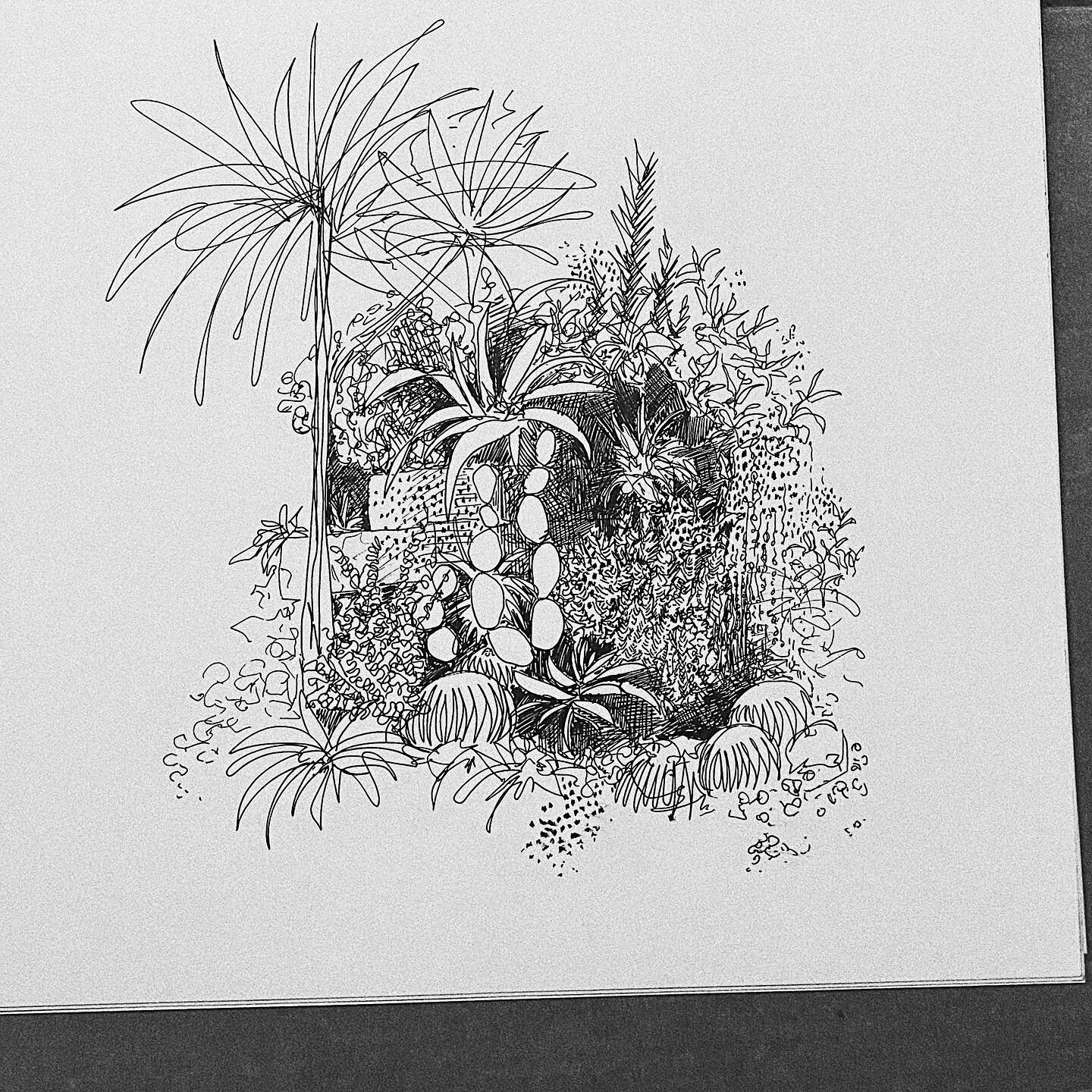 Tropical nursery 🌵 

#plant #drawing #draweveryday #sketchesofinstagram #inkdrawing #ink #femaleartist #artist #art #plantsofinstagram #plantlife