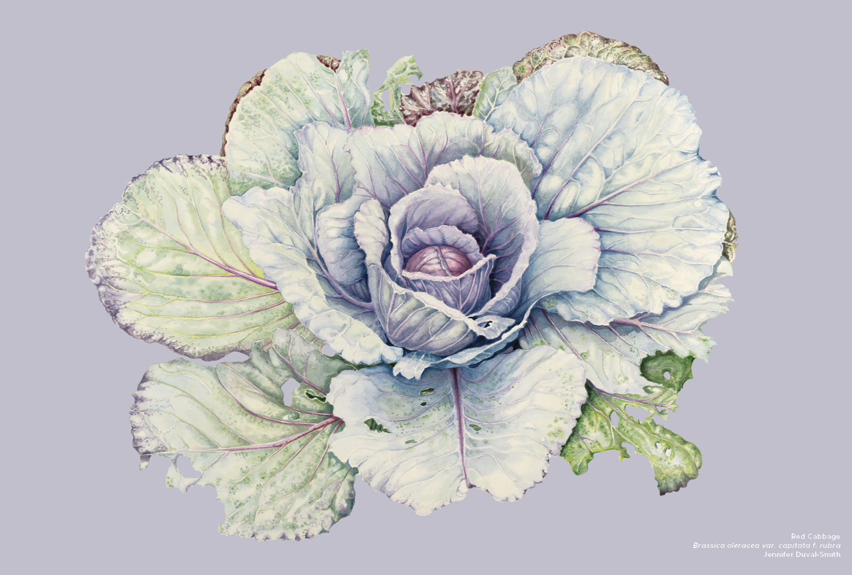 PRE-ORDER Linen Tea Towel - Red Cabbage (second edition)