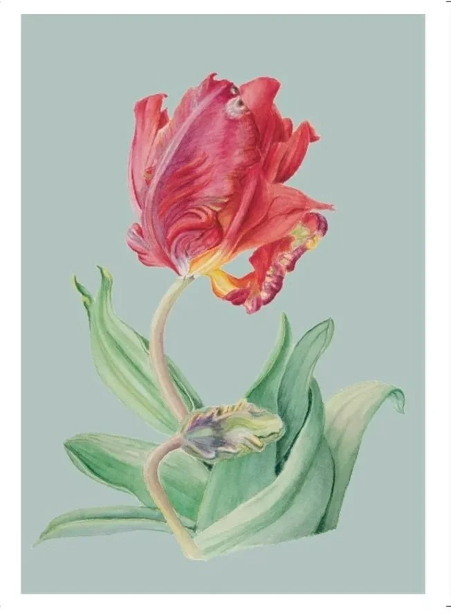 Parrot Tulips Greeting Card