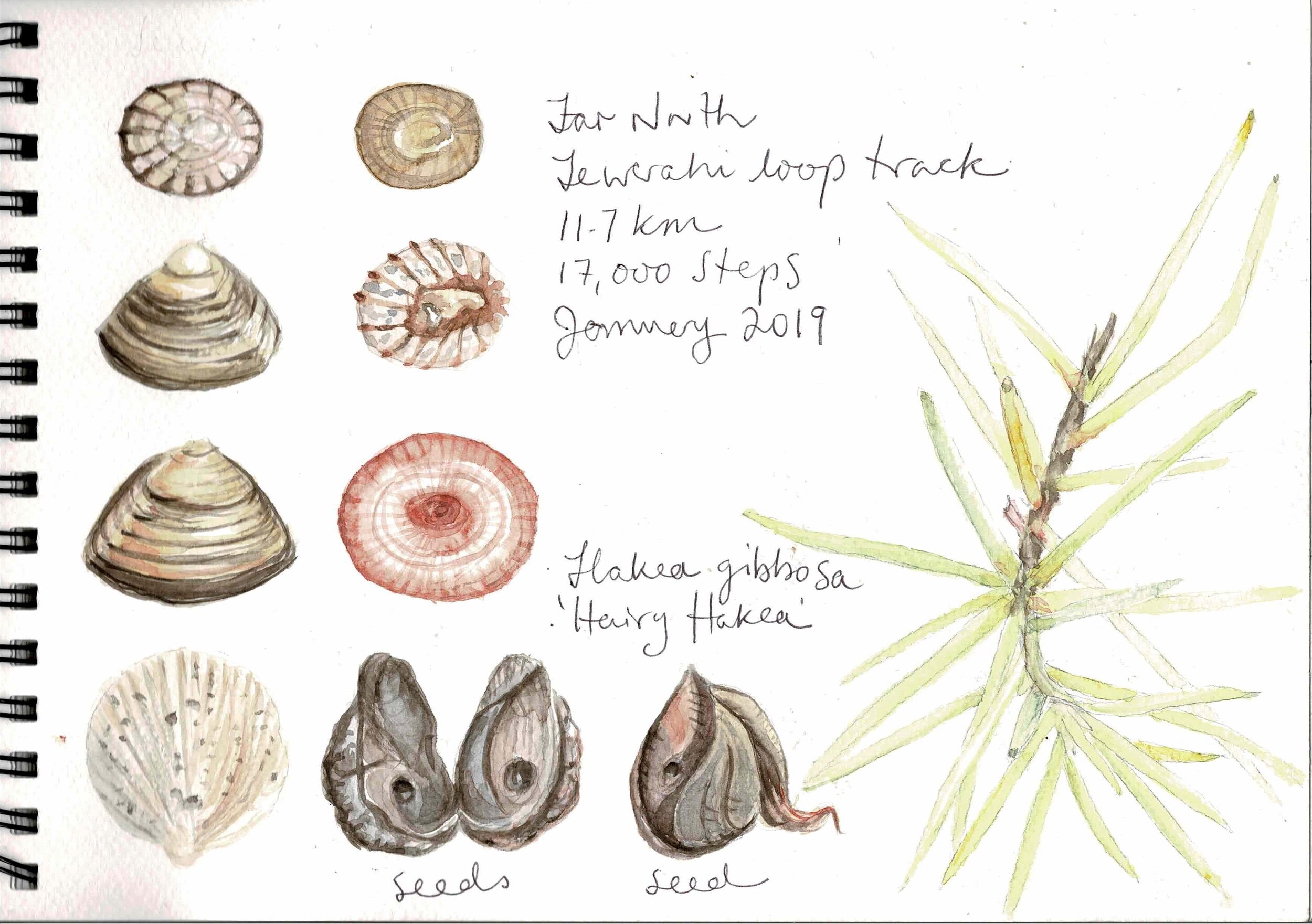 200302+Sketchbook+hakea.jpg