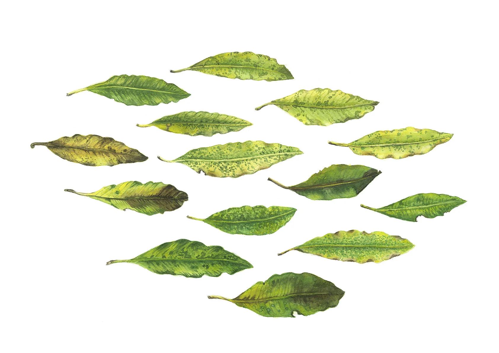 Tarata - lo res copy.jpg