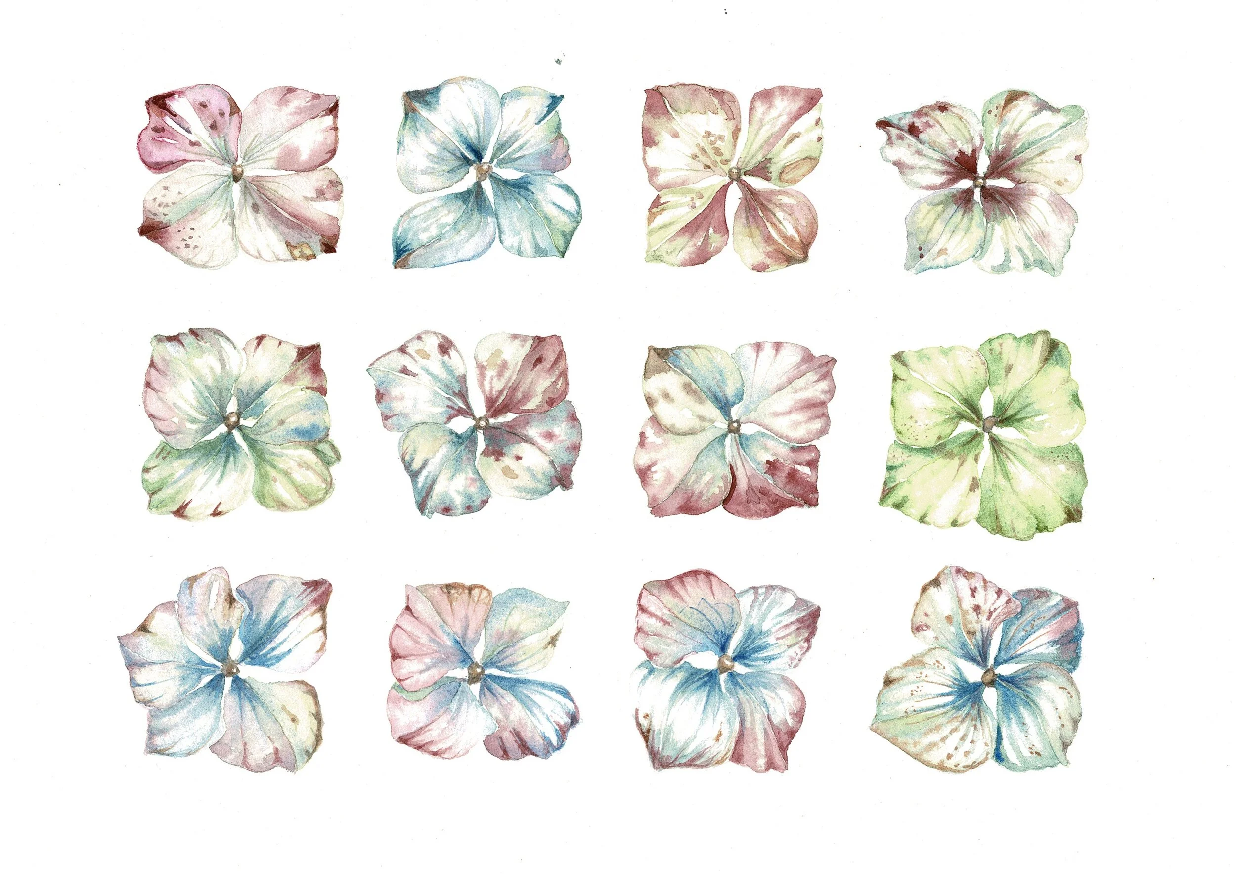 200314 Hydrangeas 2.jpeg