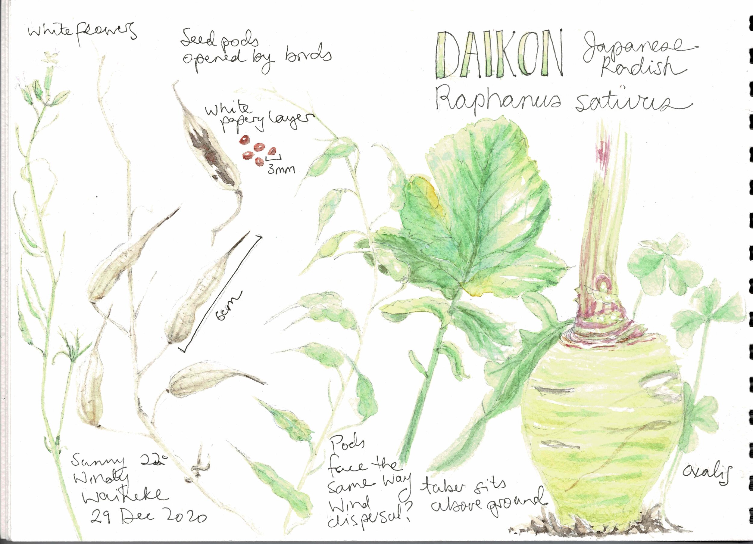 2021 Daikon Sketchbook.jpeg