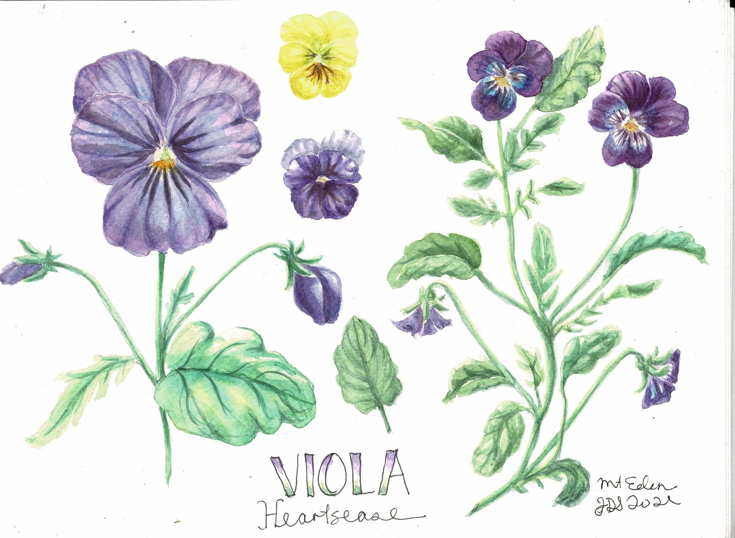 2021+Viola+Sketchbook.jpg