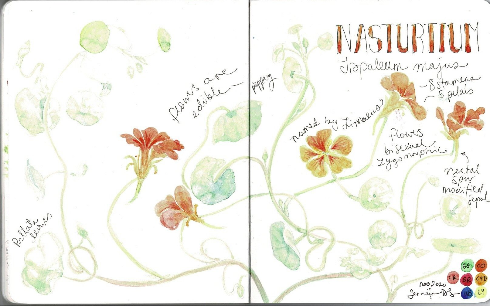 201215+Sketchbook+nasturtium.jpg