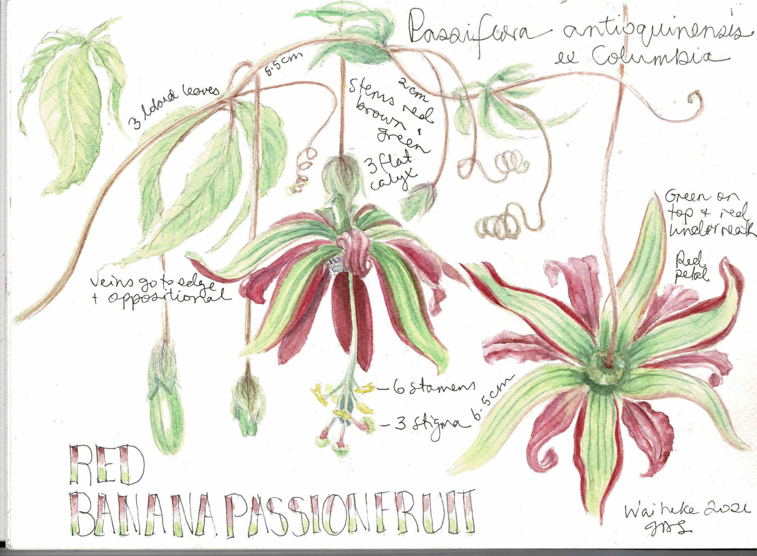 2021 Red Banana Passionfruit Sketchbook.jpeg
