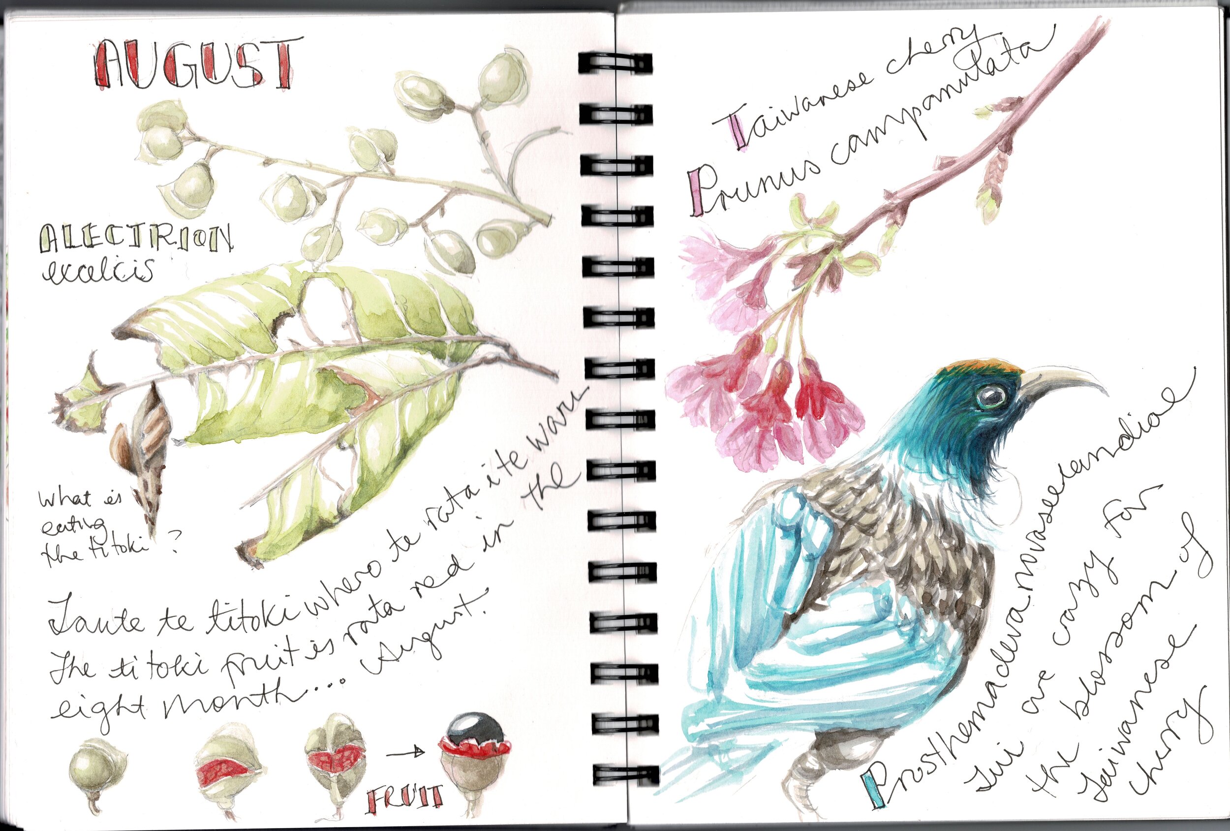 Titoki tui sketchbook Jennifer Duvalsmith August 2020 copy.jpg