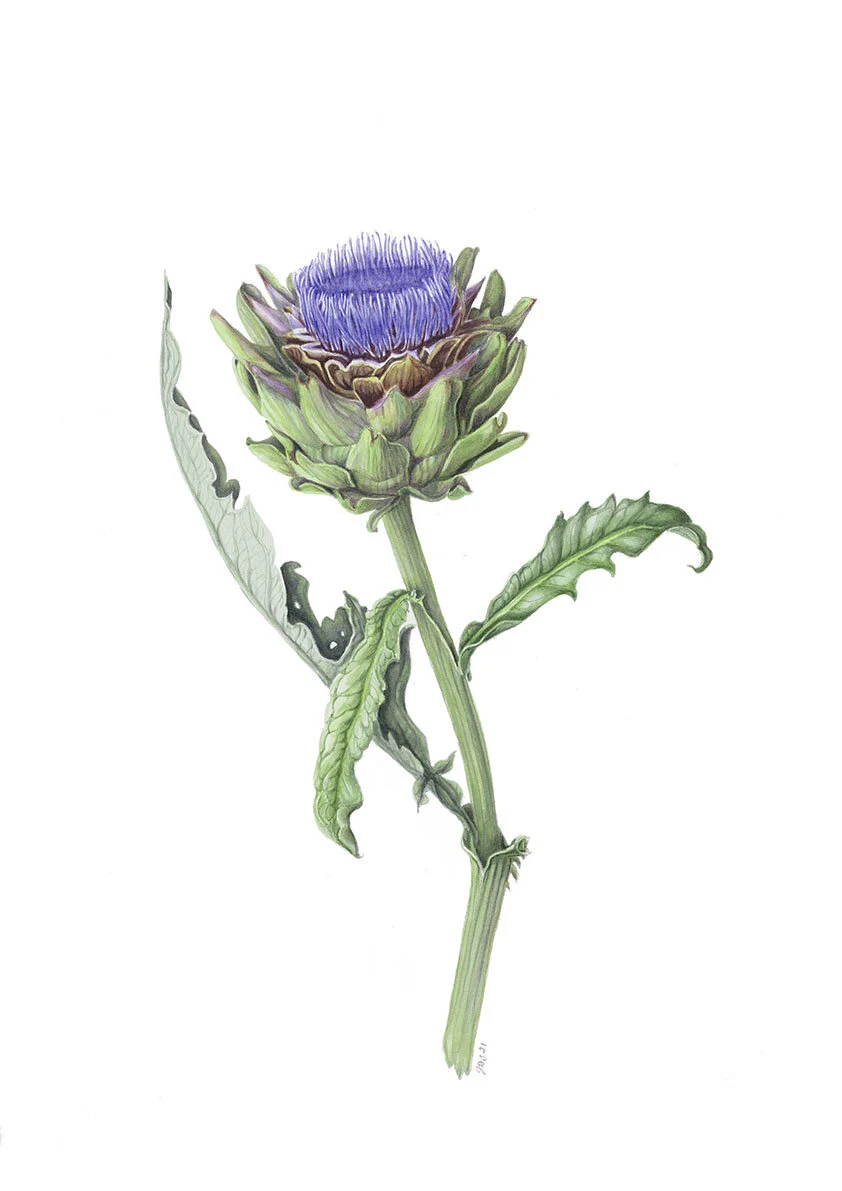 Artichoke Rampant__Jennifer Duval-Smith - lo res.jpg