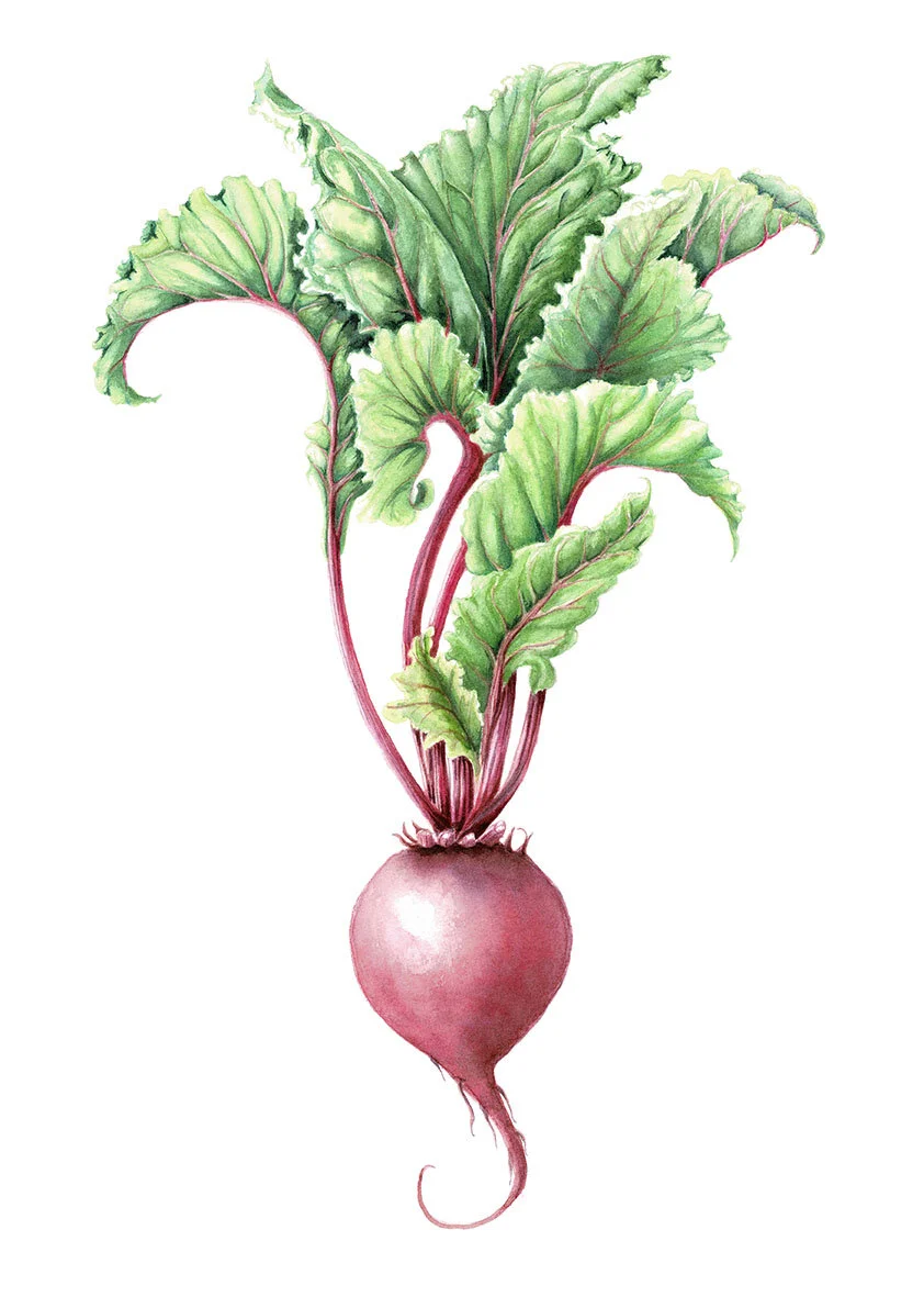 Beetroot _Jennifer Duval-Smith lo res.jpg
