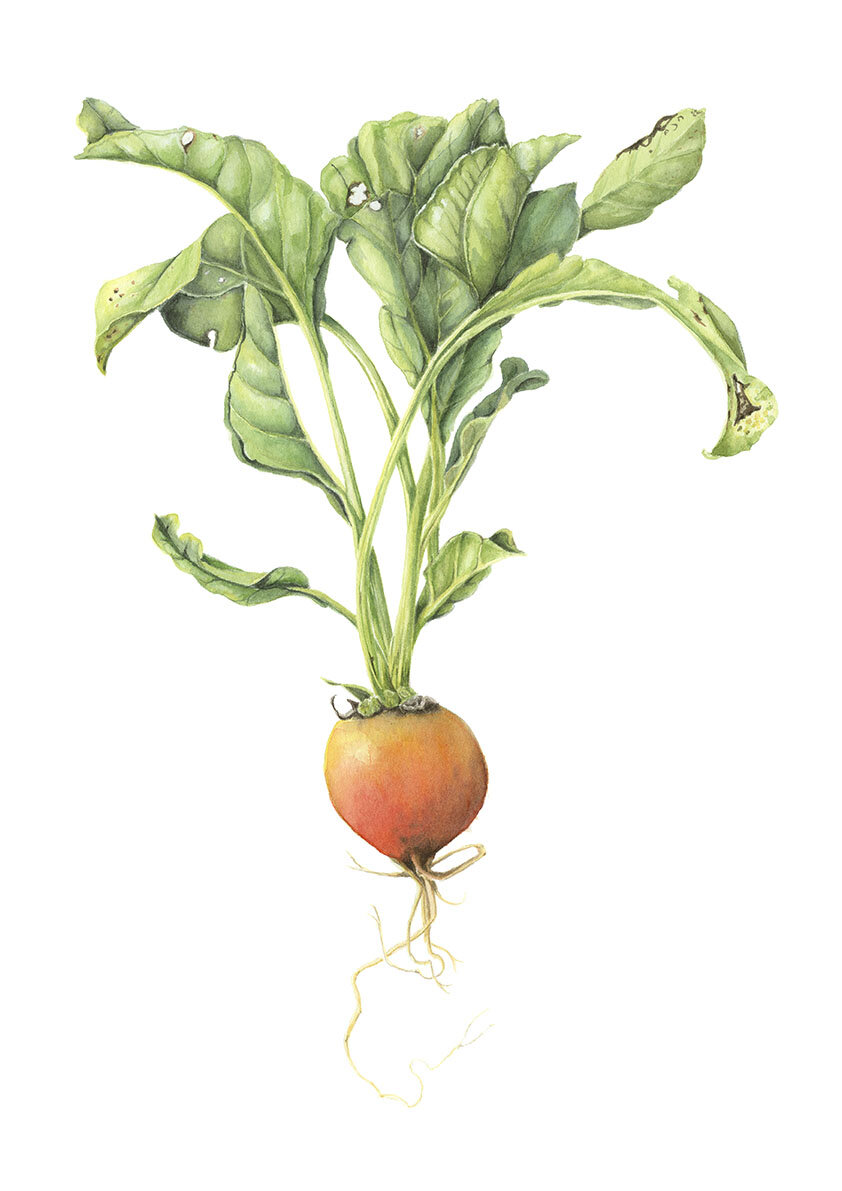 Golden Beet_Jennifer Duval-Smith- lo res.jpg