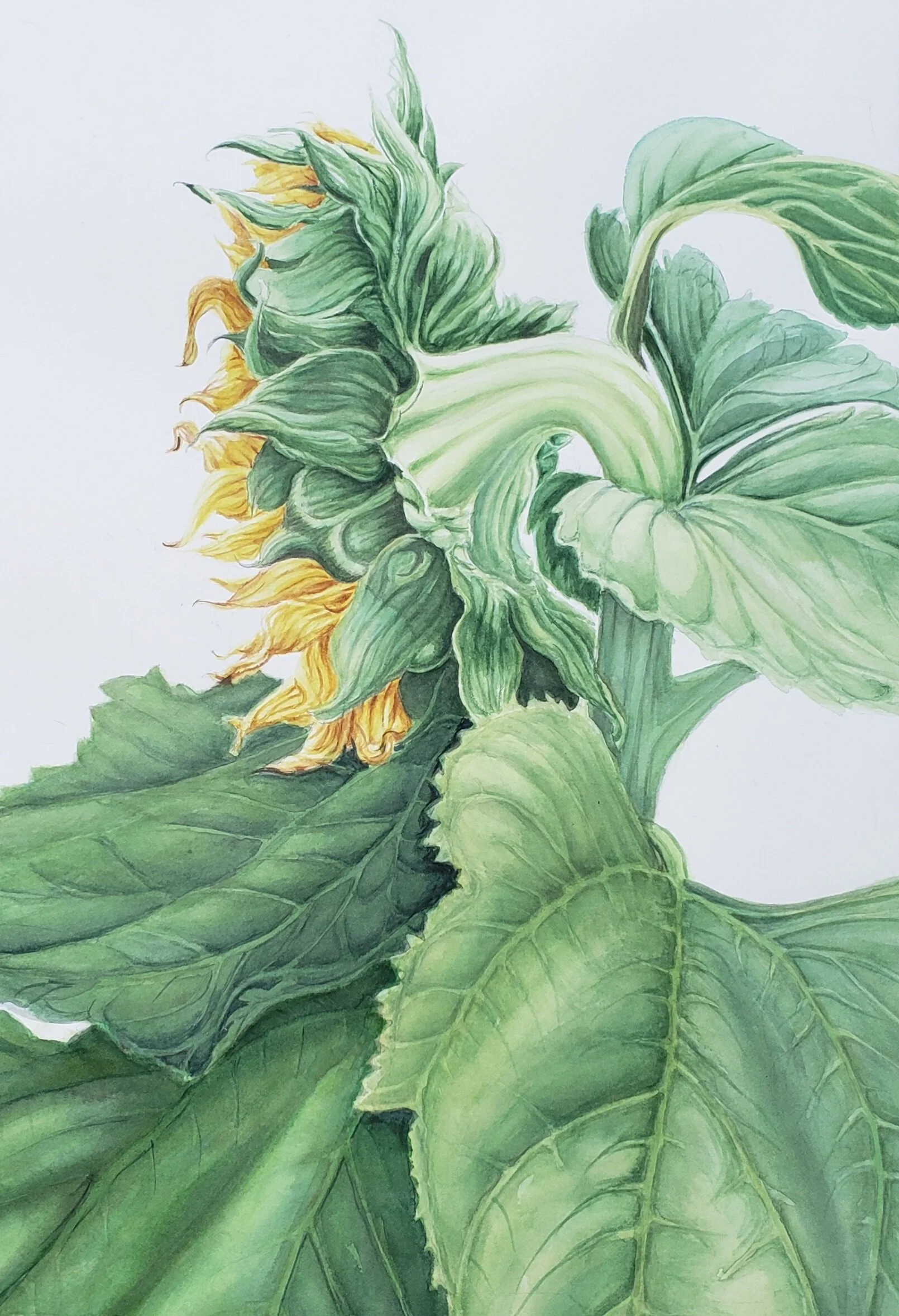 Sunflower