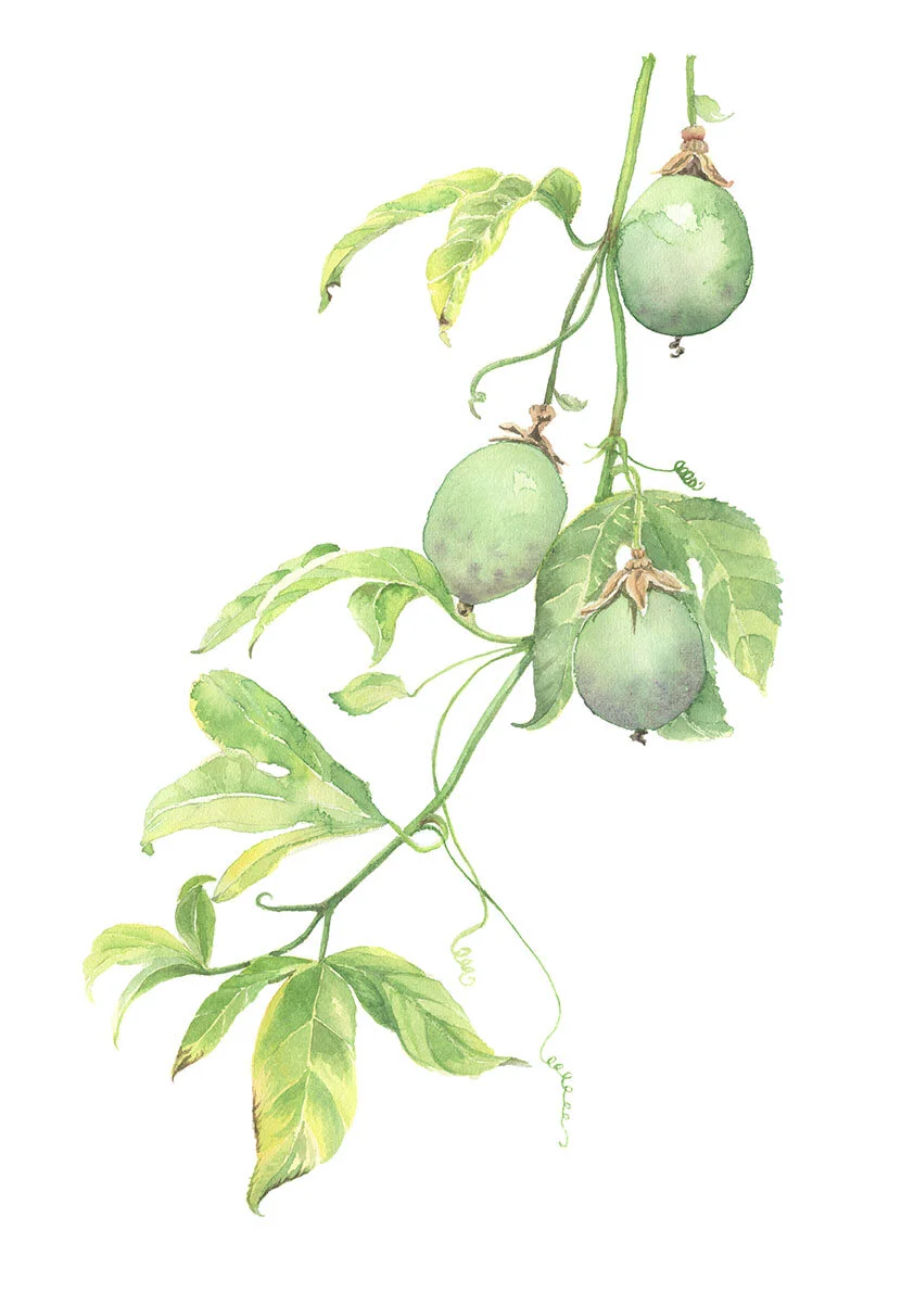 Passionfruit