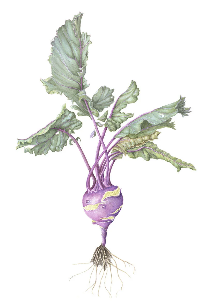 Kohlrabi
