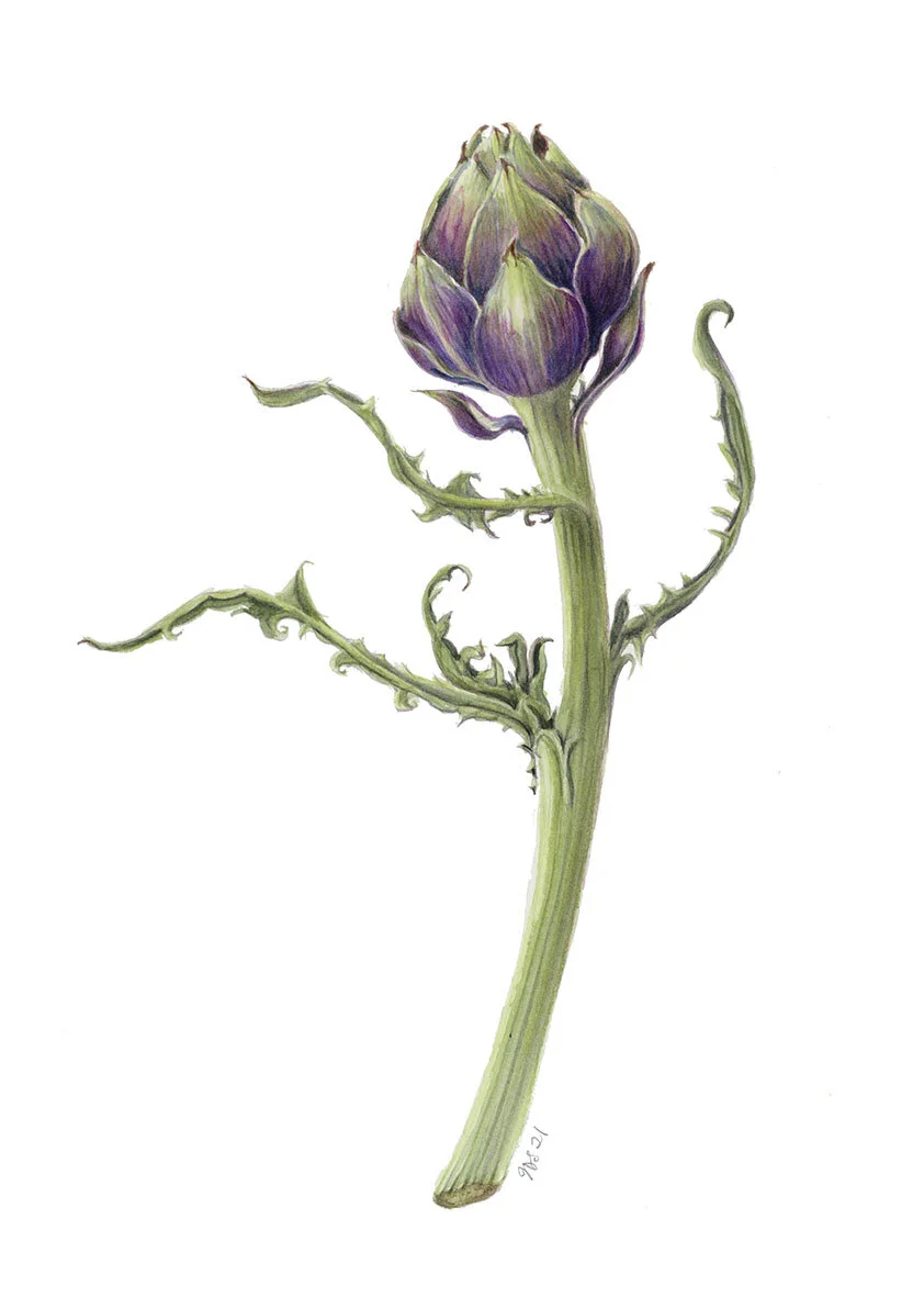 Artichoke yearning left