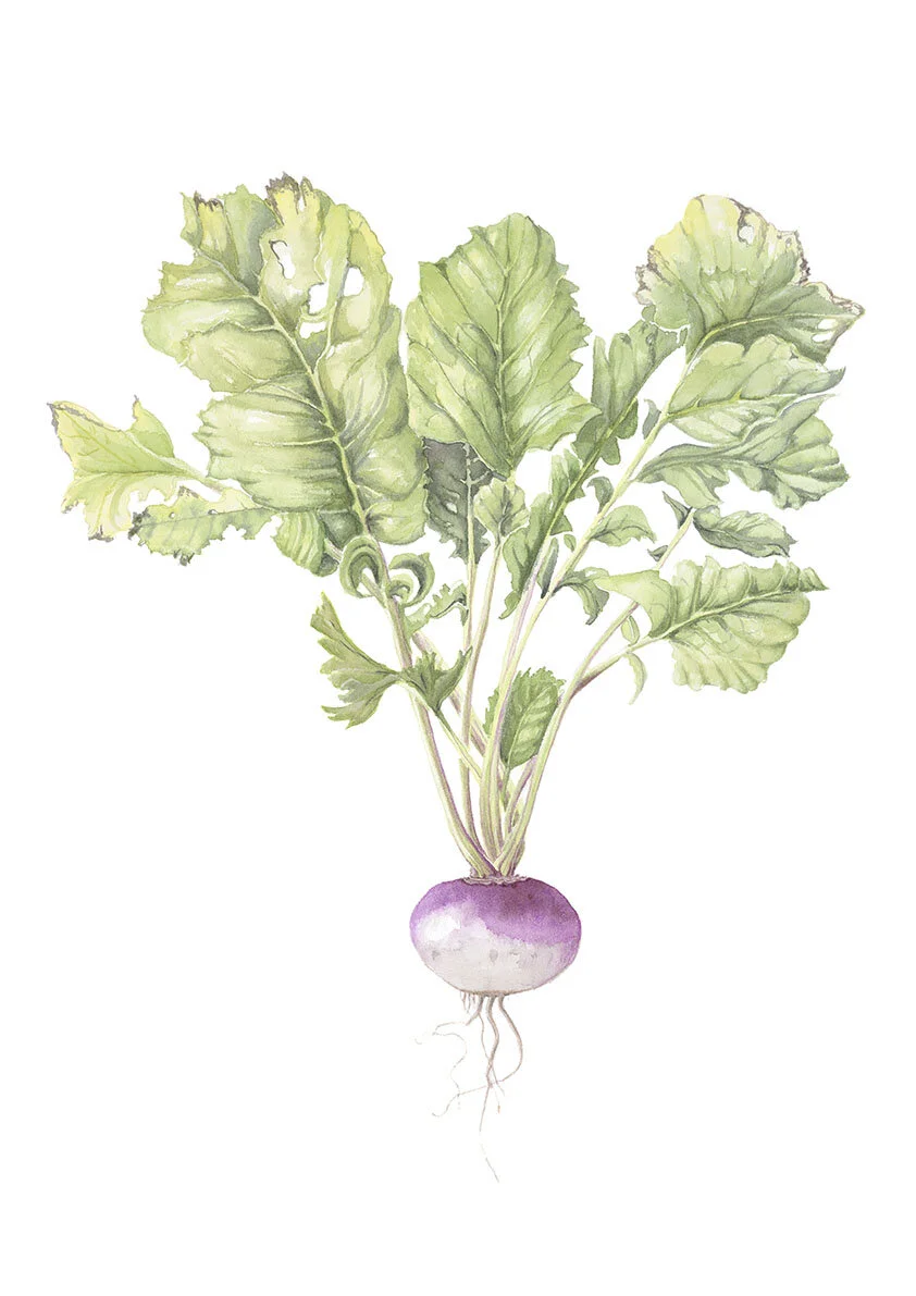 Heirloom Pink Turnip