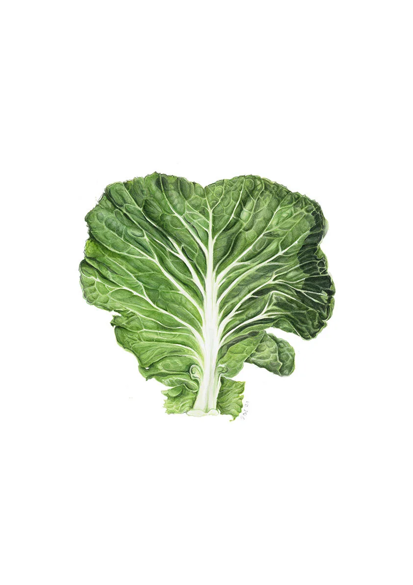 Cabbage Leaf Heart_Jennifer Duval-Smith- lo res.jpg