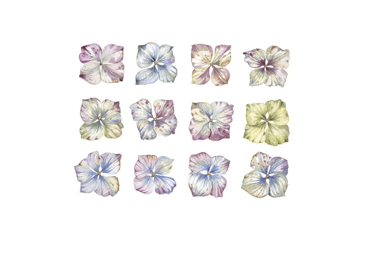 Antique hydrangea