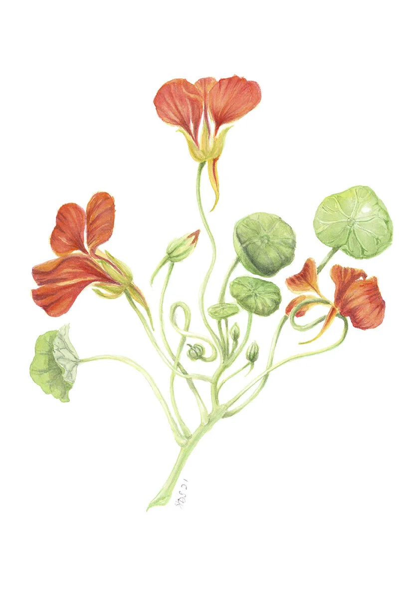 Nasturtium - lo res.jpg