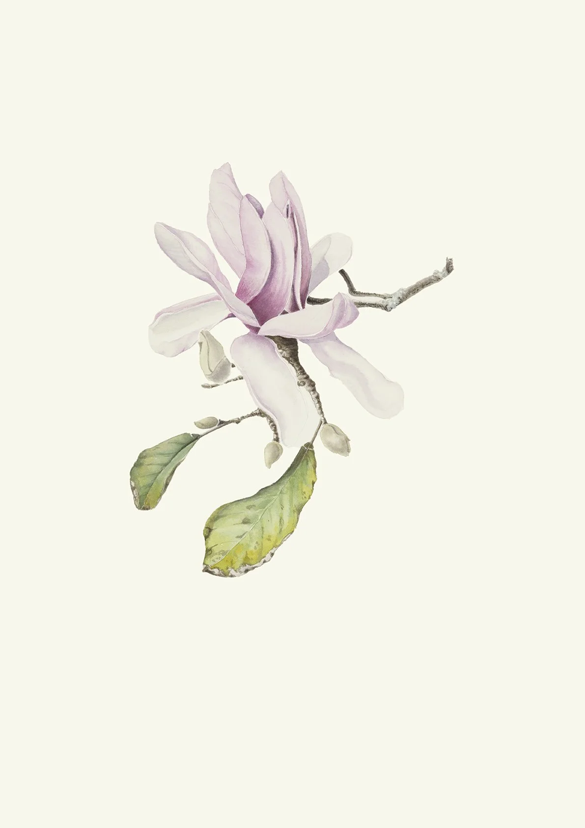 Magnolia Starwars_Jennifer Duval-Smith_2023LoRes.jpg