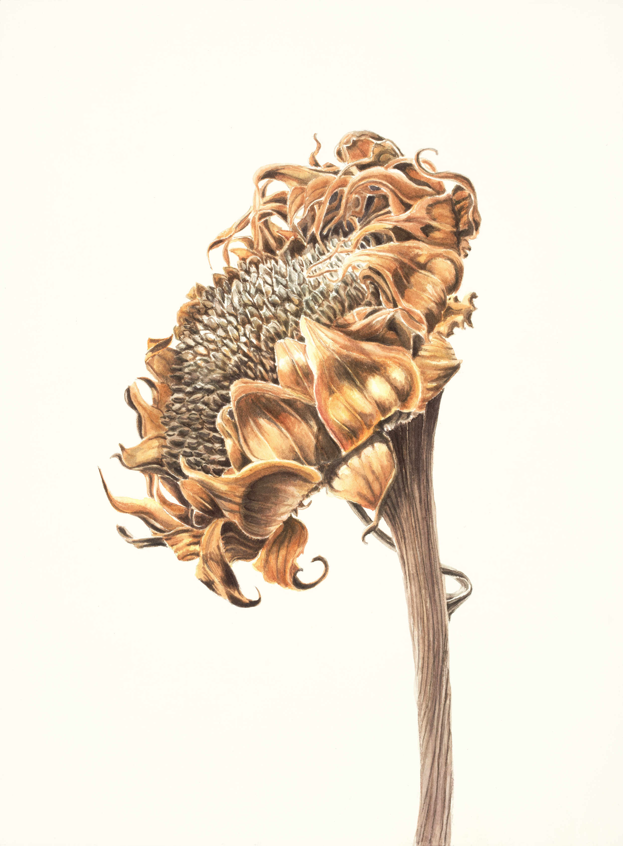 Helianthus Annuus_Sunflower_Thelastofus_2_Jenniferduval-Smith 2023.png