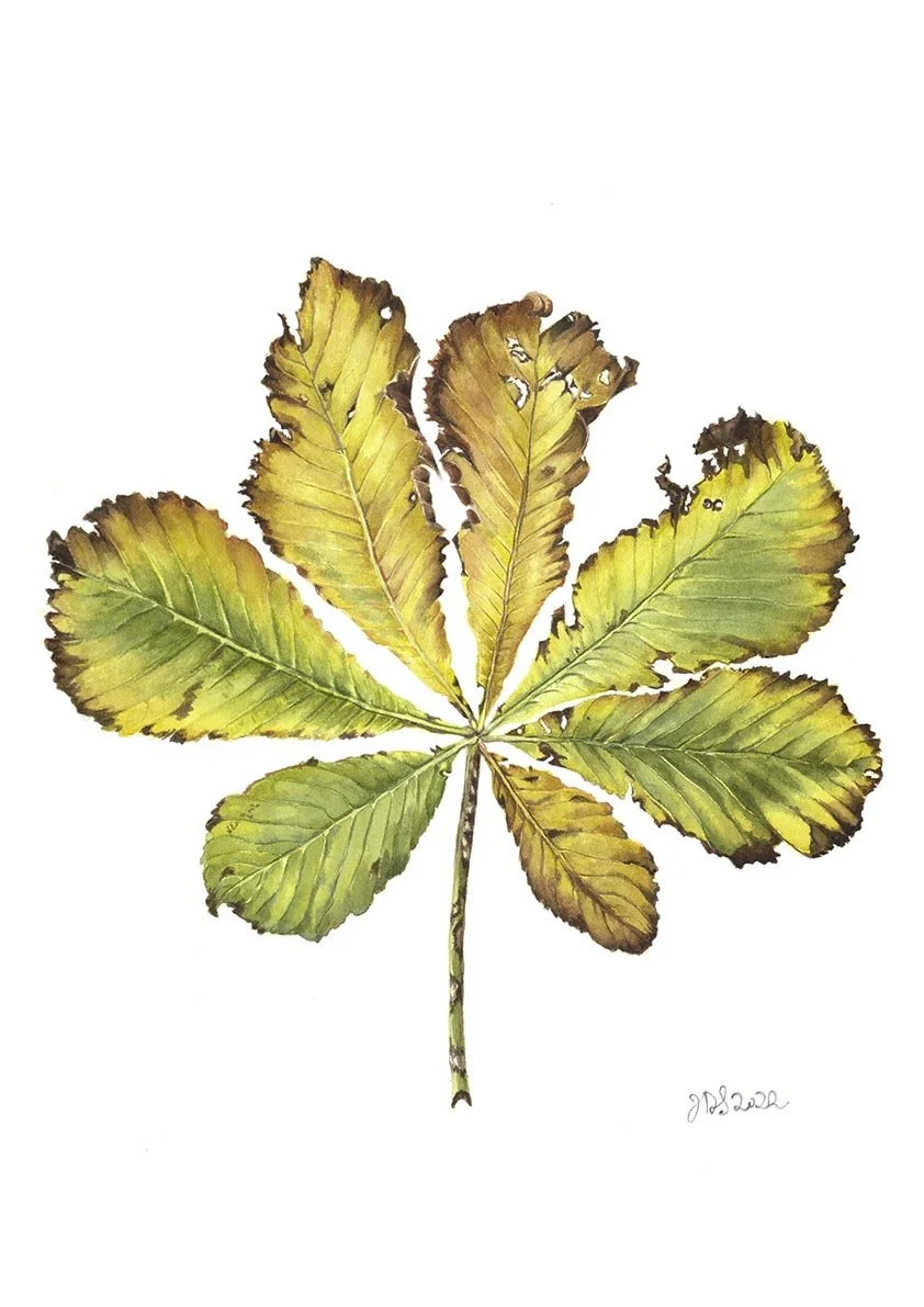 Chestnut leaf LoRes.jpg
