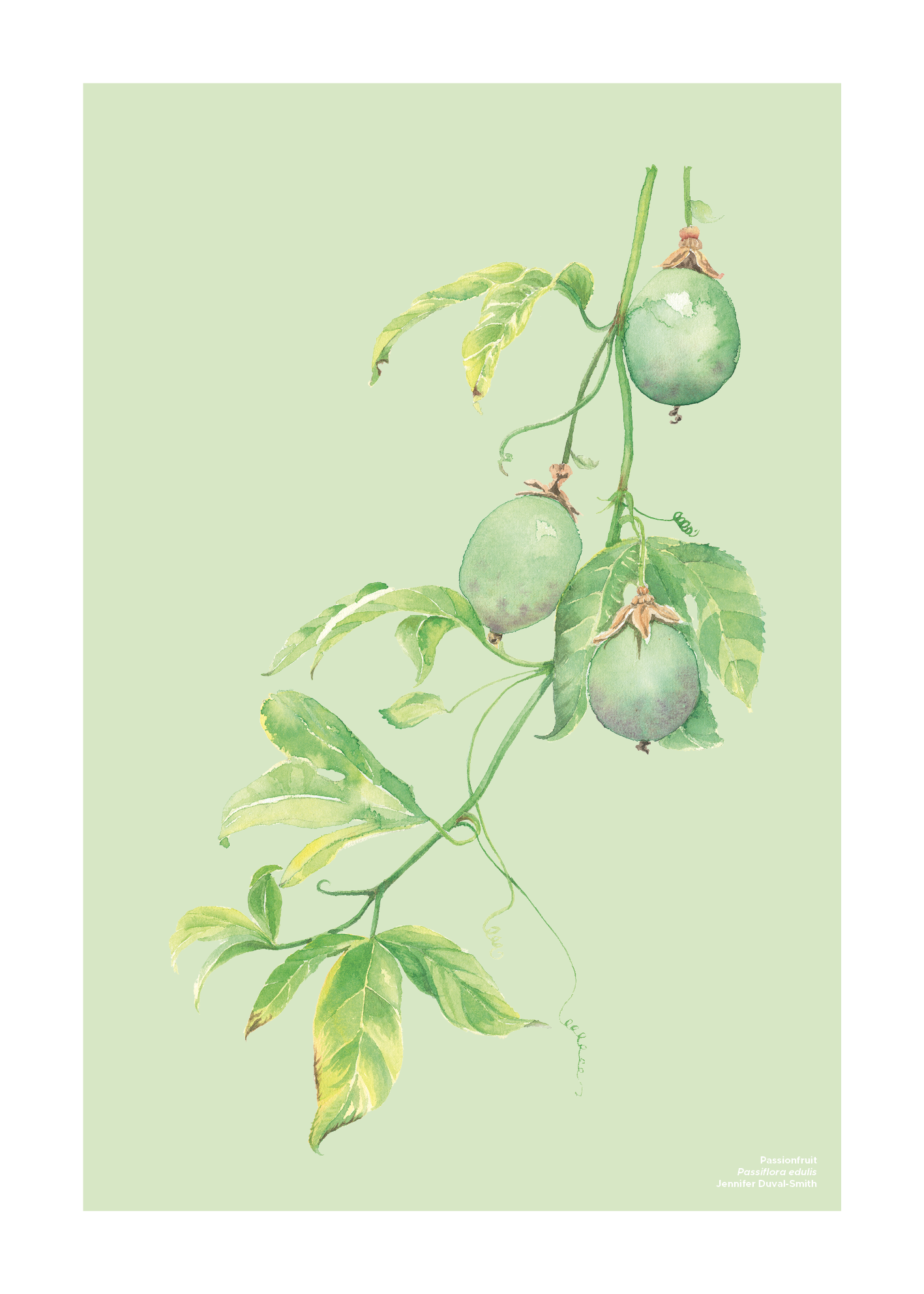 PRE-ORDER Linen Tea Towel - Passionfruit Vine