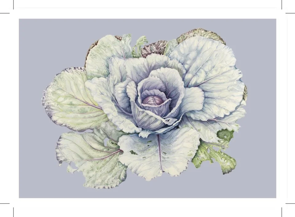 Red Cabbage A6.jpg