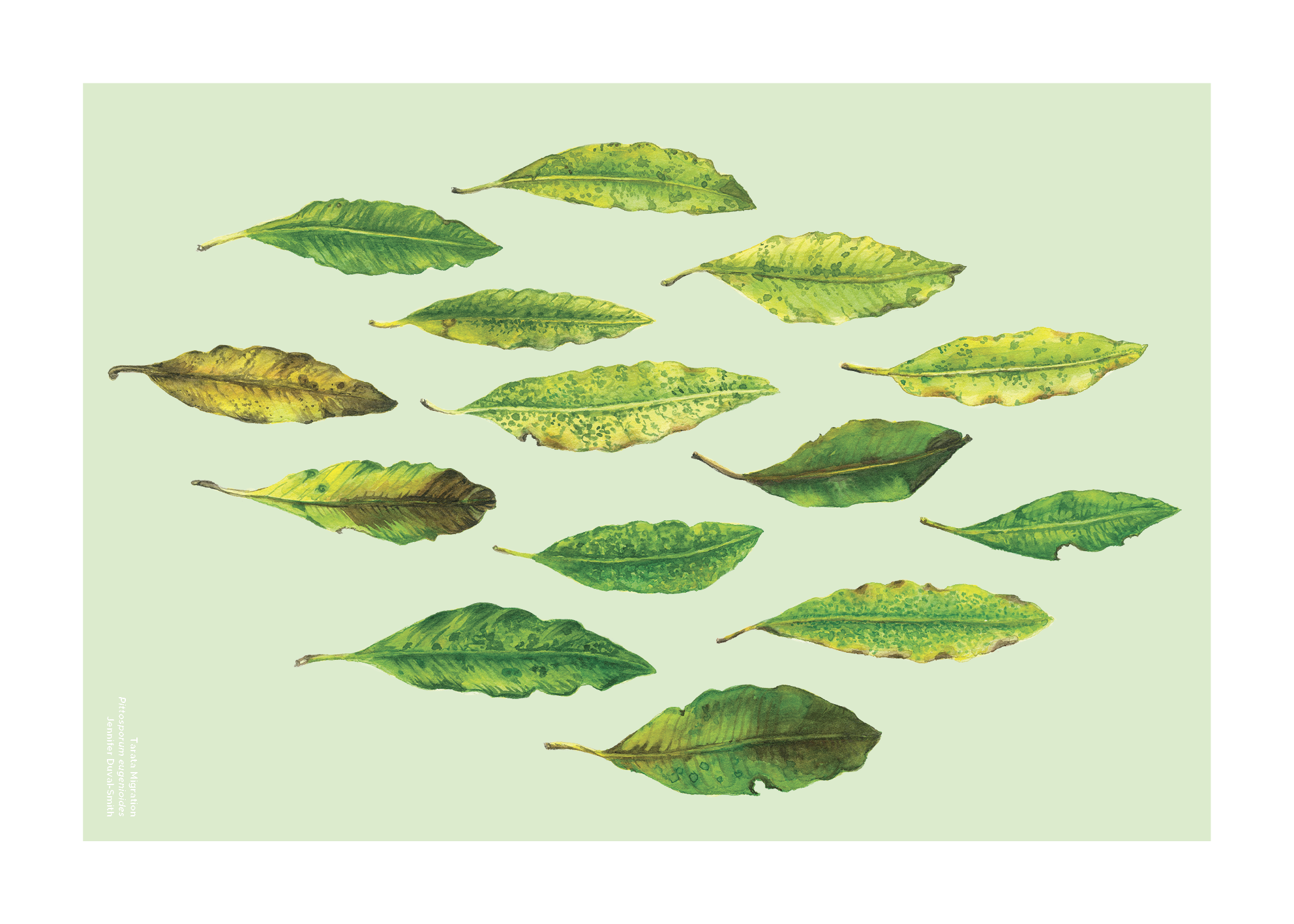 Tarata+Migration.png