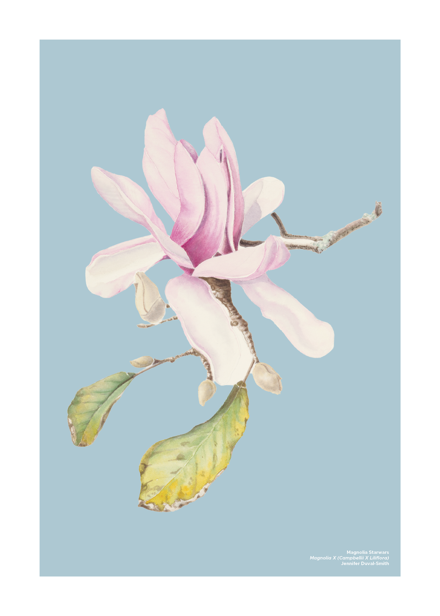 PRE-ORDER Linen Tea Towel - Magnolia