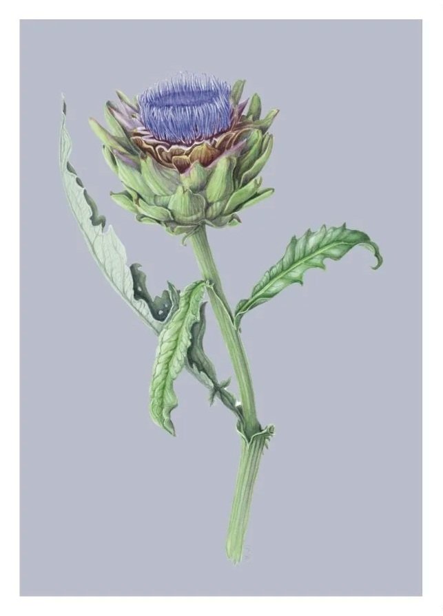 Artichoke+rampant+A6+%281%29.jpg