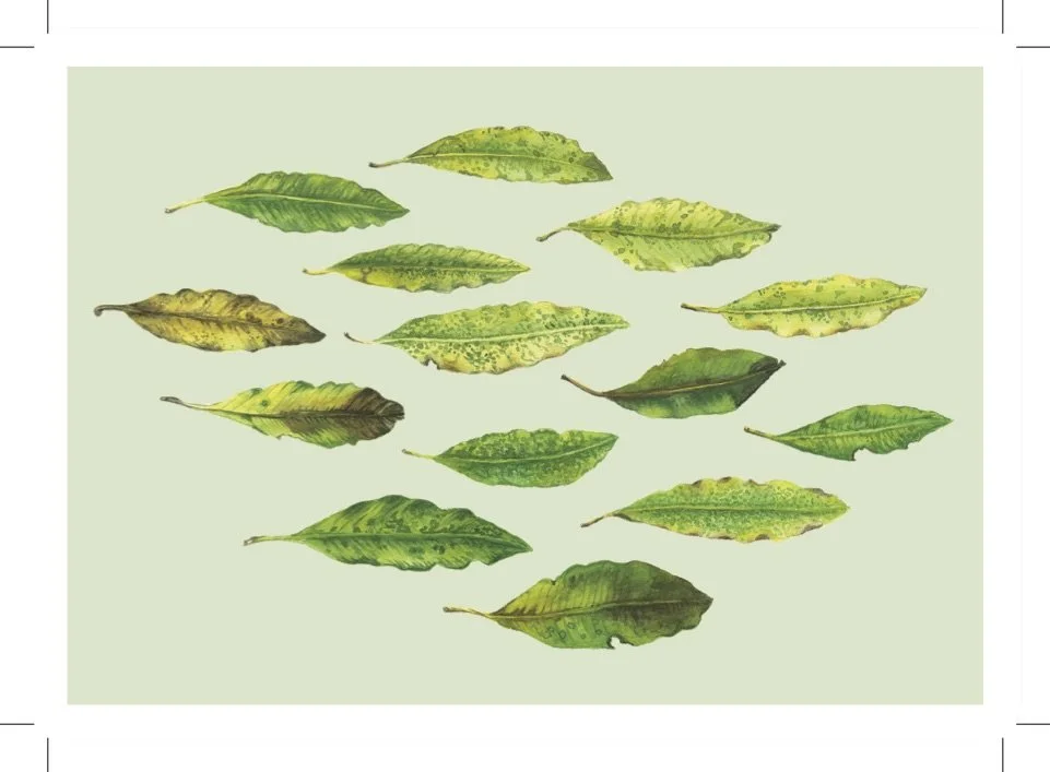 Tarata Leaves Greeting Card