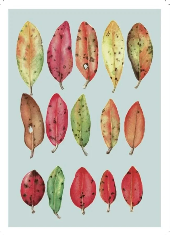 Pōhutukawa leaves greeting card