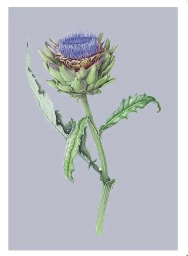 Artichoke Greeting Card