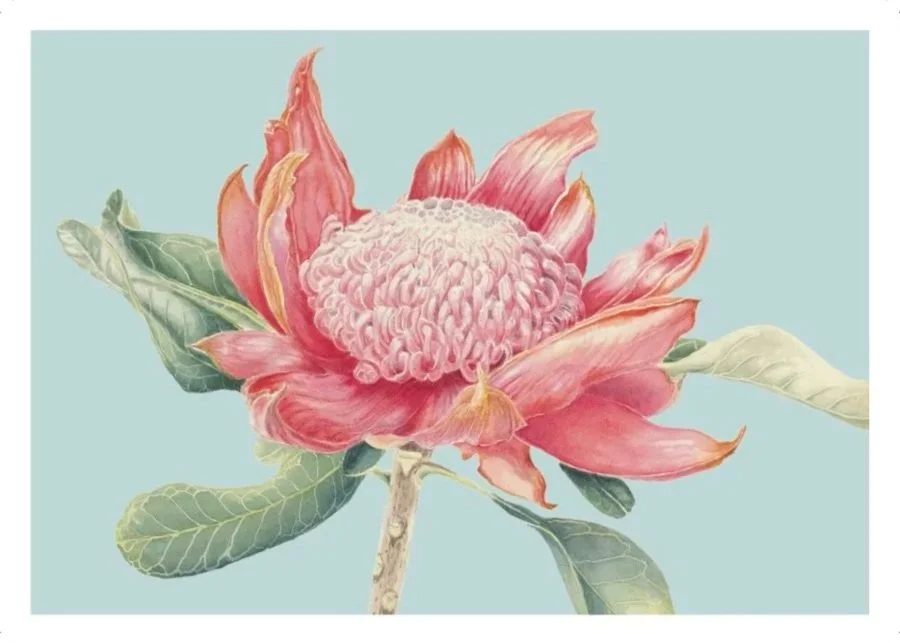 Waratah+A6.jpg