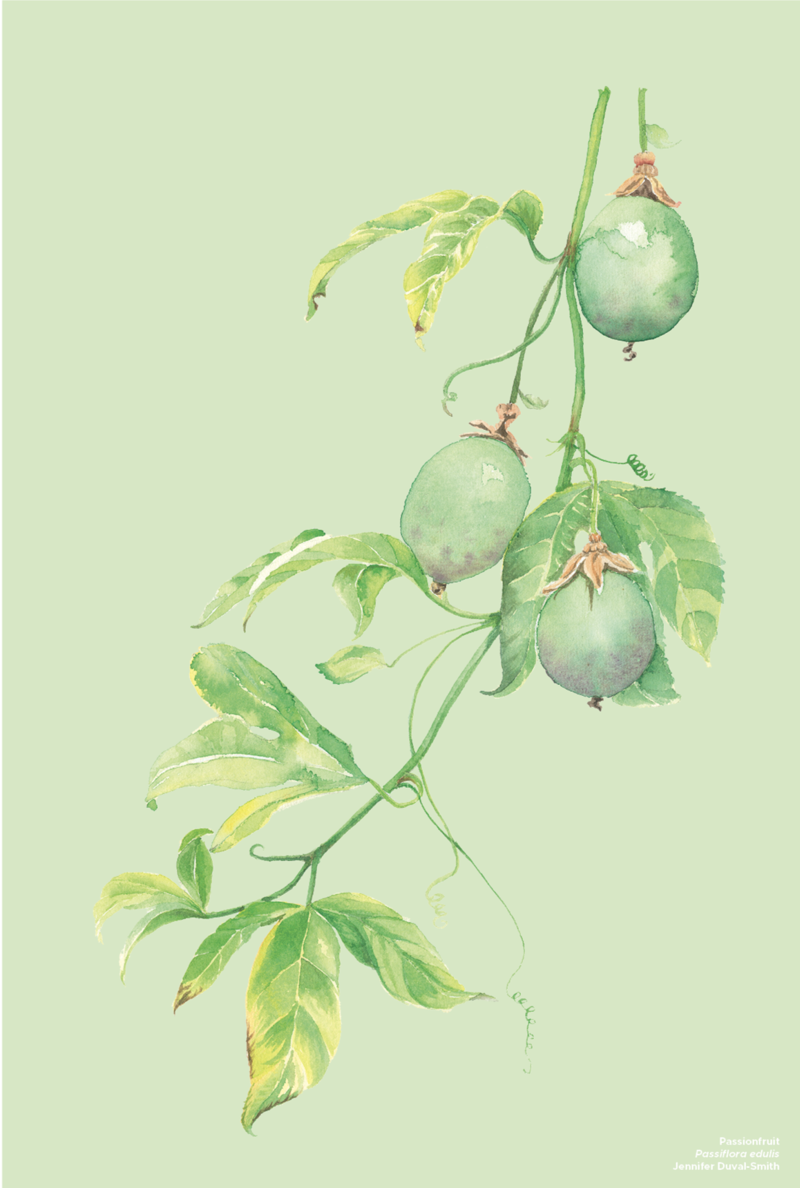 PRE-ORDER Linen Tea Towel - Passionfruit Vine