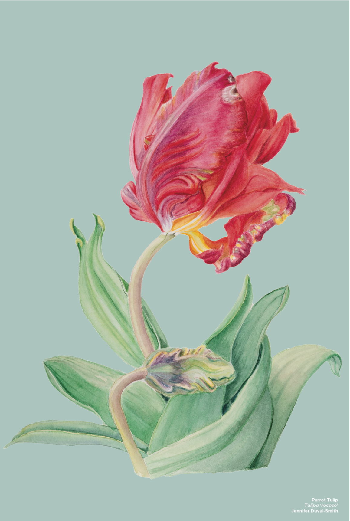 PRE-ORDER Linen Tea Towel - Parrot Tulip