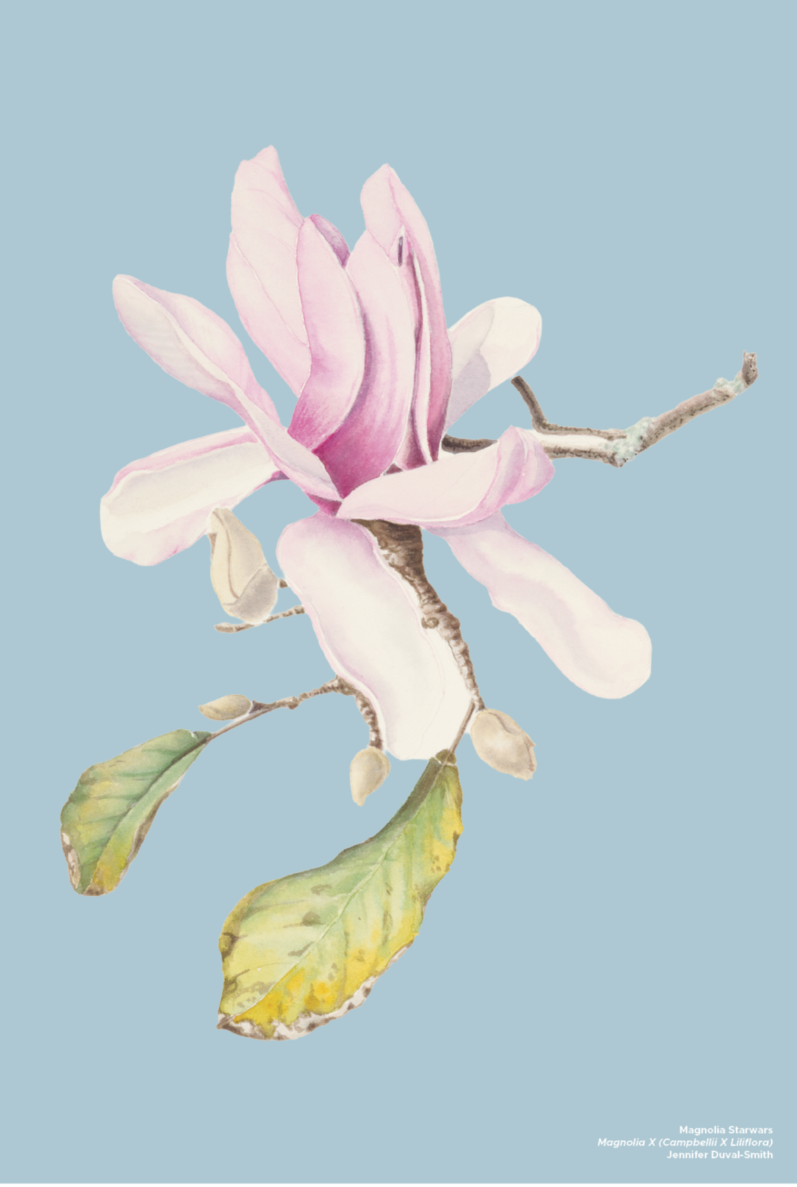PRE-ORDER Linen Tea Towel - Magnolia