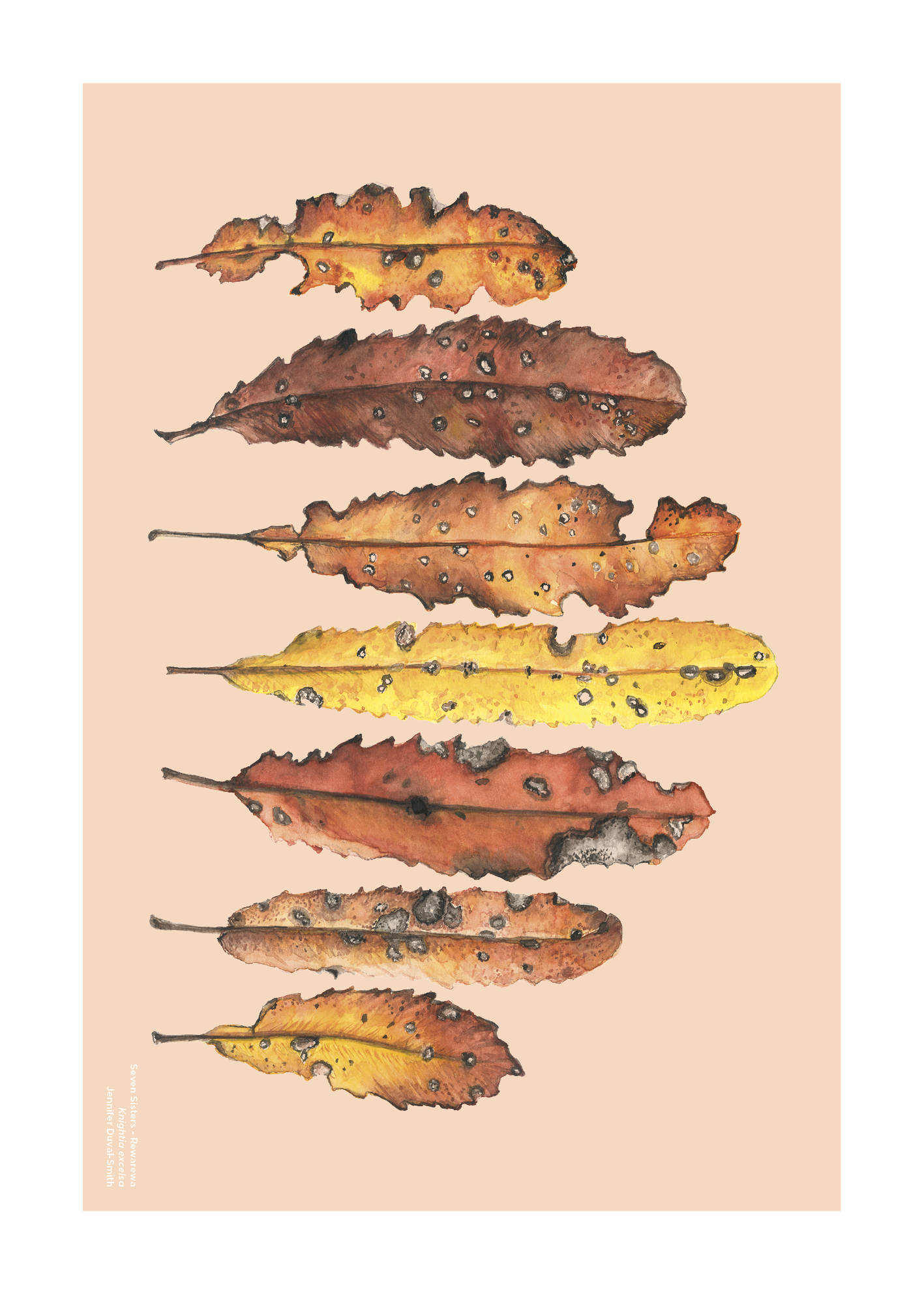 Seven+Sisters+-+Rewarewa.png
