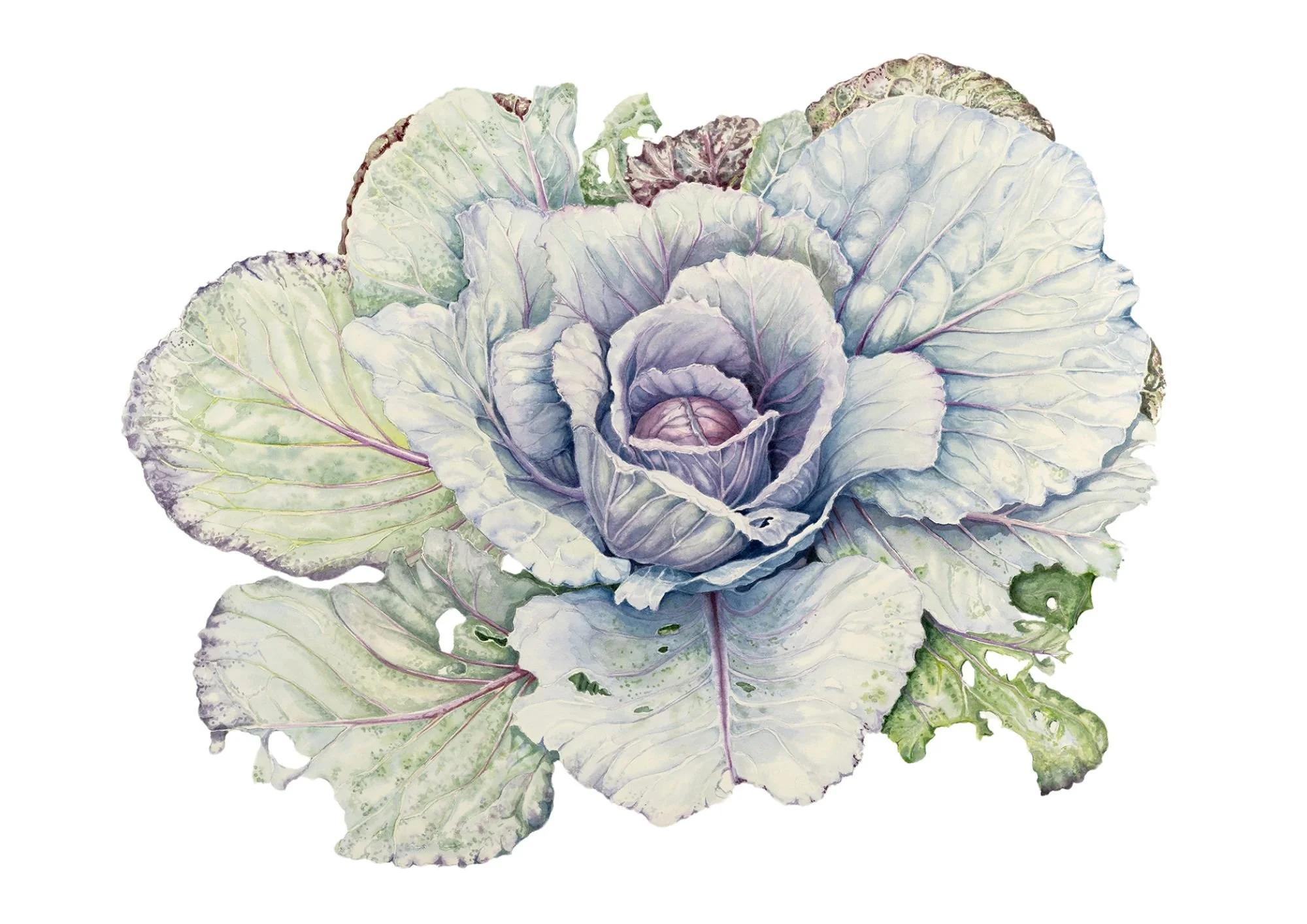 Red Cabbage Landscape A4.jpg