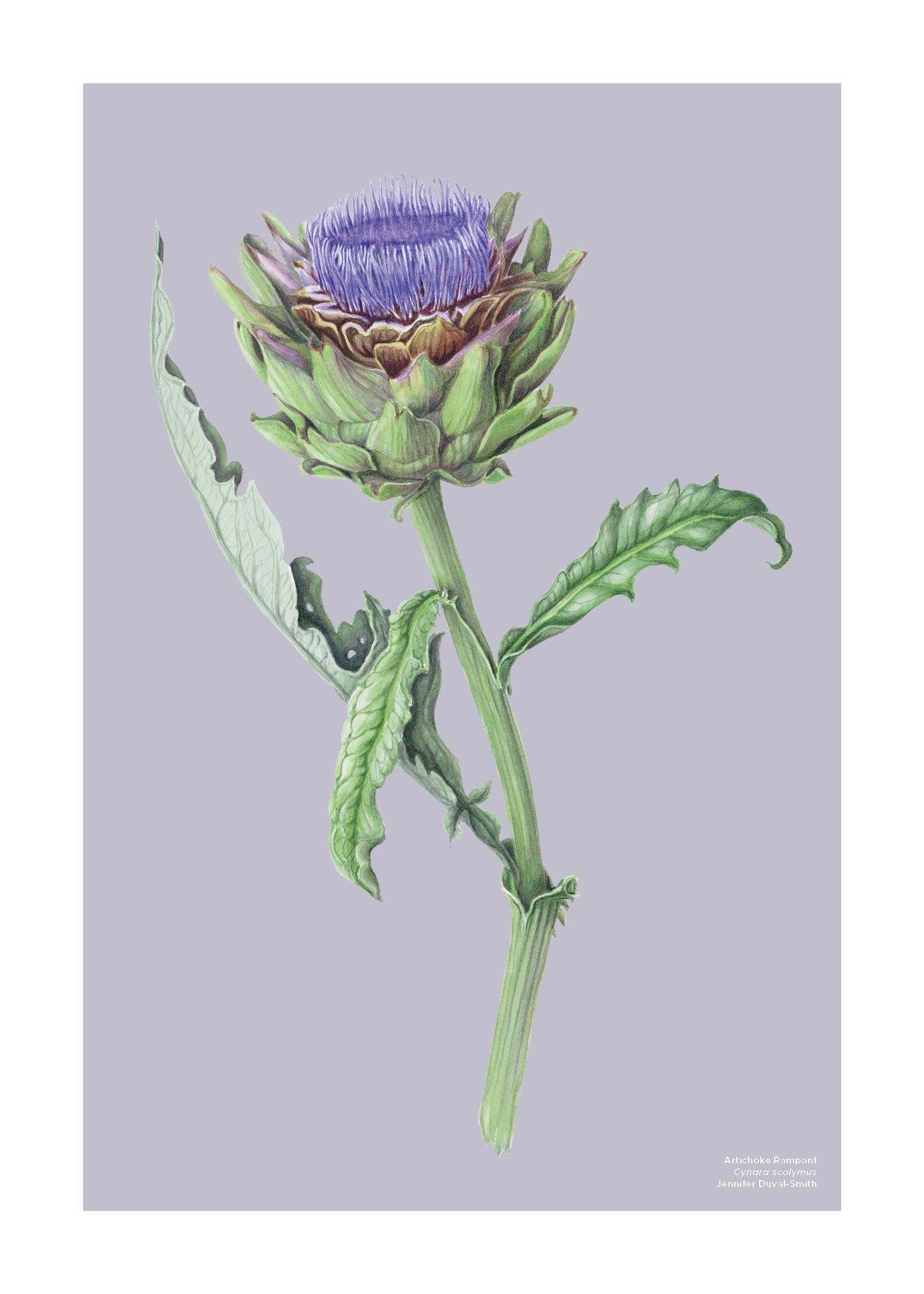 Artichoke Rampant.png