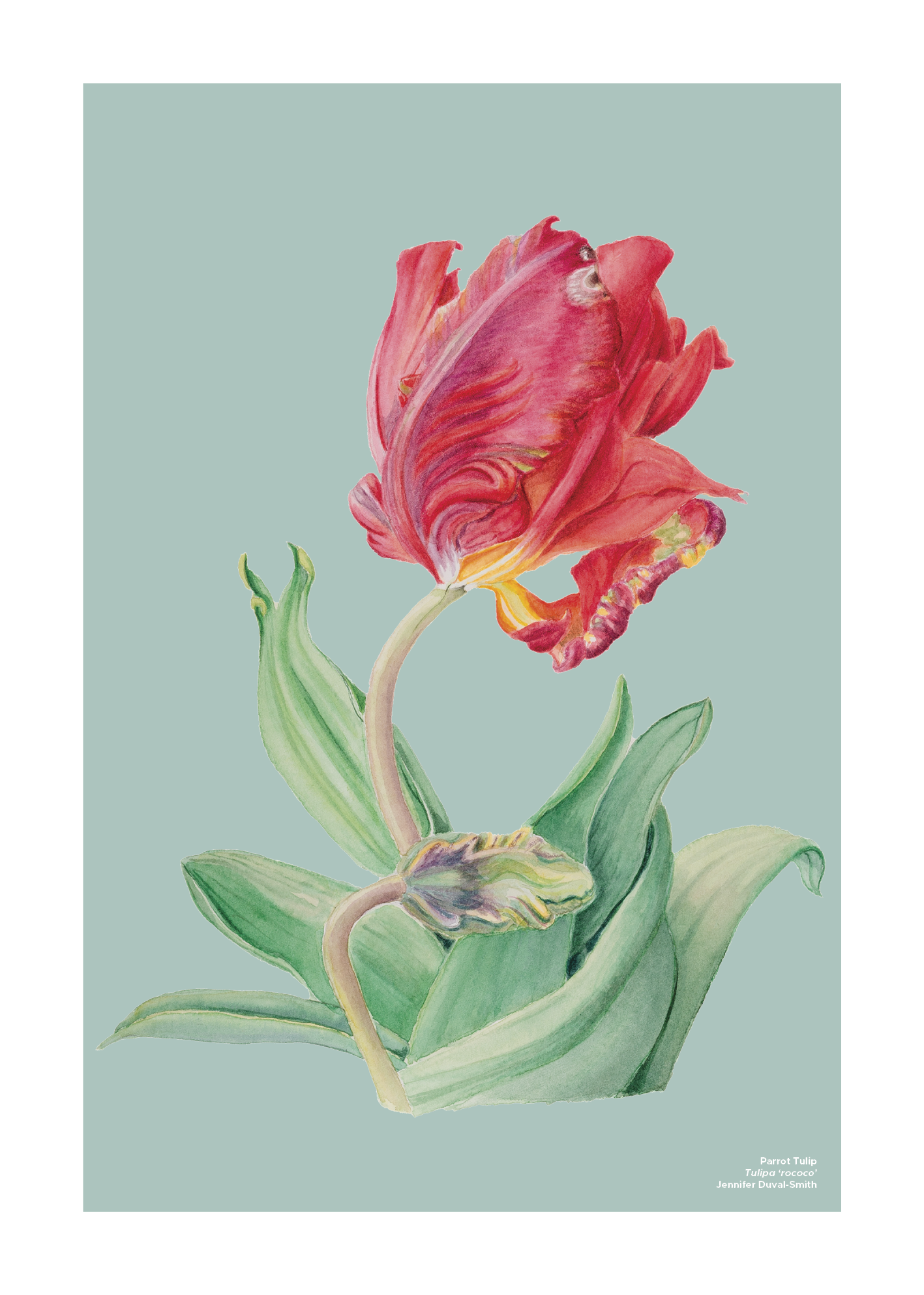 PRE-ORDER Linen Tea Towel - Parrot Tulip